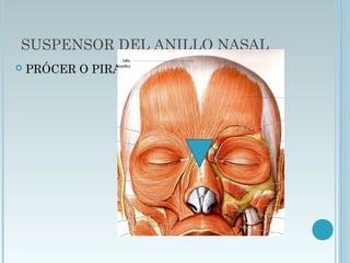 SUSPENSOR DEL ANILLO NASAL
 PRÓCER O PIRAMIDAL
 