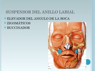 SUSPENSOR DEL ANILLO LABIAL
 ELEVADOR DEL ANGULO DE LA BOCA
 ZIGOMÁTICOS
 BUCCINADOR
 