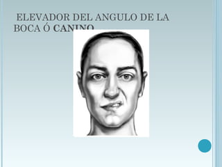 ELEVADOR DEL ANGULO DE LA
BOCA Ó CANINO
 