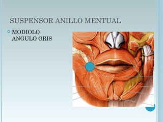 SUSPENSOR ANILLO MENTUAL
 MODIOLO
ANGULO ORIS
 