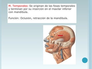 M. Temporales: Se originan de las fosas temporales
y terminan por su inserción en el maxilar inferior
con mandíbula.
Función: Oclusión, retracción de la mandíbula.
 