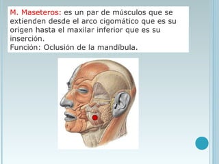M. Maseteros: es un par de músculos que se
extienden desde el arco cigomático que es su
origen hasta el maxilar inferior que es su
inserción.
Función: Oclusión de la mandíbula.
 