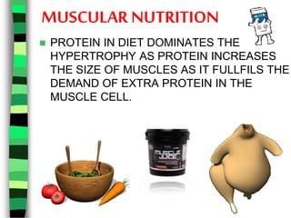 MUSCULAR NUTRITION
 PROTEIN IN DIET DOMINATES THE
HYPERTROPHY AS PROTEIN INCREASES
THE SIZE OF MUSCLES AS IT FULLFILS THE
DEMAND OF EXTRA PROTEIN IN THE
MUSCLE CELL.
 