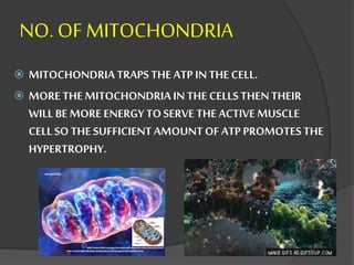 NO. OF MITOCHONDRIA
 MITOCHONDRIATRAPS THE ATP INTHECELL.
 MORE THE MITOCHONDRIA INTHE CELLS THENTHEIR
WILL BEMORE ENERGY TOSERVE THE ACTIVE MUSCLE
CELLSO THESUFFICIENTAMOUNTOFATPPROMOTES THE
HYPERTROPHY.
 