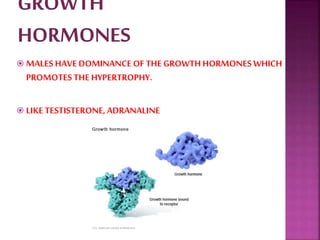 MALES HAVEDOMINANCEOF THEGROWTHHORMONES WHICH
PROMOTES THE HYPERTROPHY.
 LIKETESTISTERONE, ADRANALINE
 