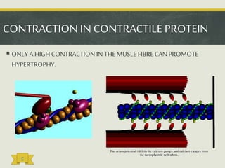 CONTRACTION IN CONTRACTILE PROTEIN
 ONLY A HIGH CONTRACTION IN THE MUSLE FIBRE CAN PROMOTE
HYPERTROPHY.
c
 