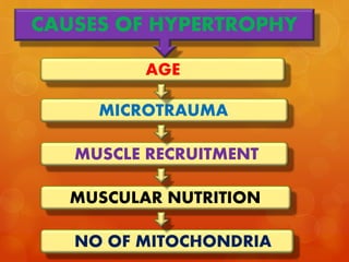 CAUSES OF HYPERTROPHY
AGE
MUSCLE RECRUITMENT
MICROTRAUMA
NO OF MITOCHONDRIA
MUSCULAR NUTRITION
 