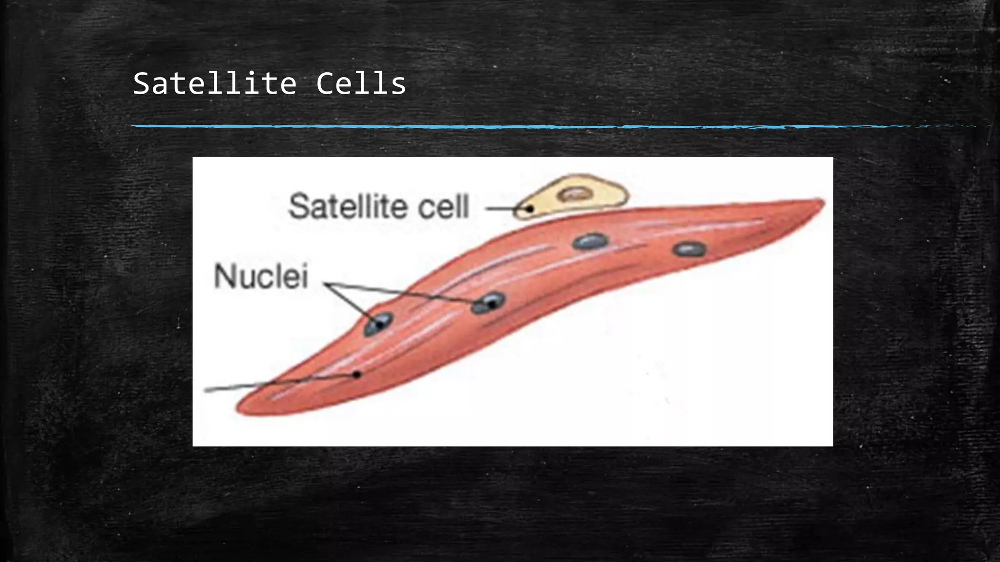 Satellite Cells
 