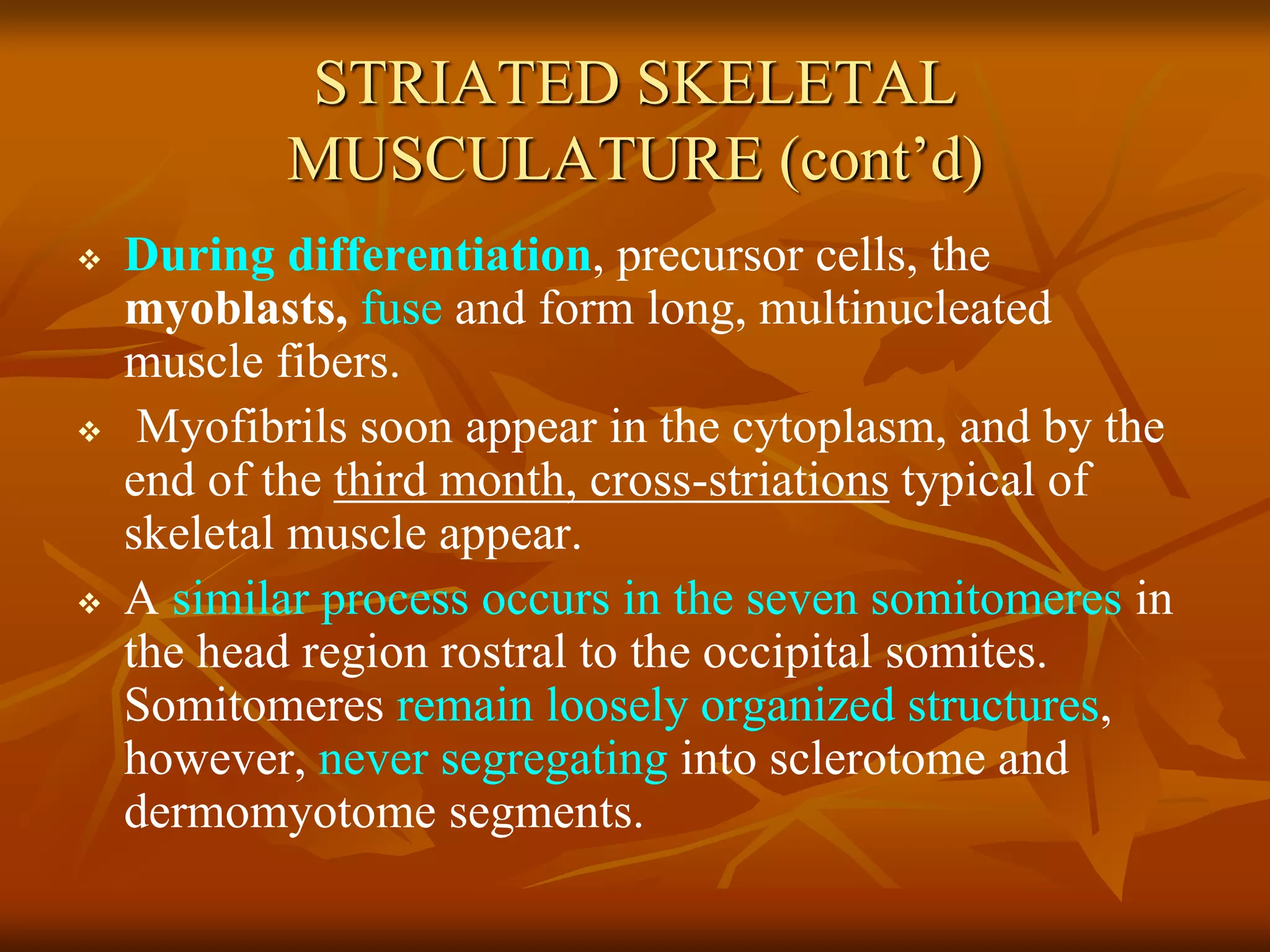 STRIATED SKELETAL
MUSCULATURE (cont’d)
 During differentiation, precursor cells, the
myoblasts, fuse and form long, multinucleated
muscle fibers.
 Myofibrils soon appear in the cytoplasm, and by the
end of the third month, cross-striations typical of
skeletal muscle appear.
 A similar process occurs in the seven somitomeres in
the head region rostral to the occipital somites.
Somitomeres remain loosely organized structures,
however, never segregating into sclerotome and
dermomyotome segments.
 