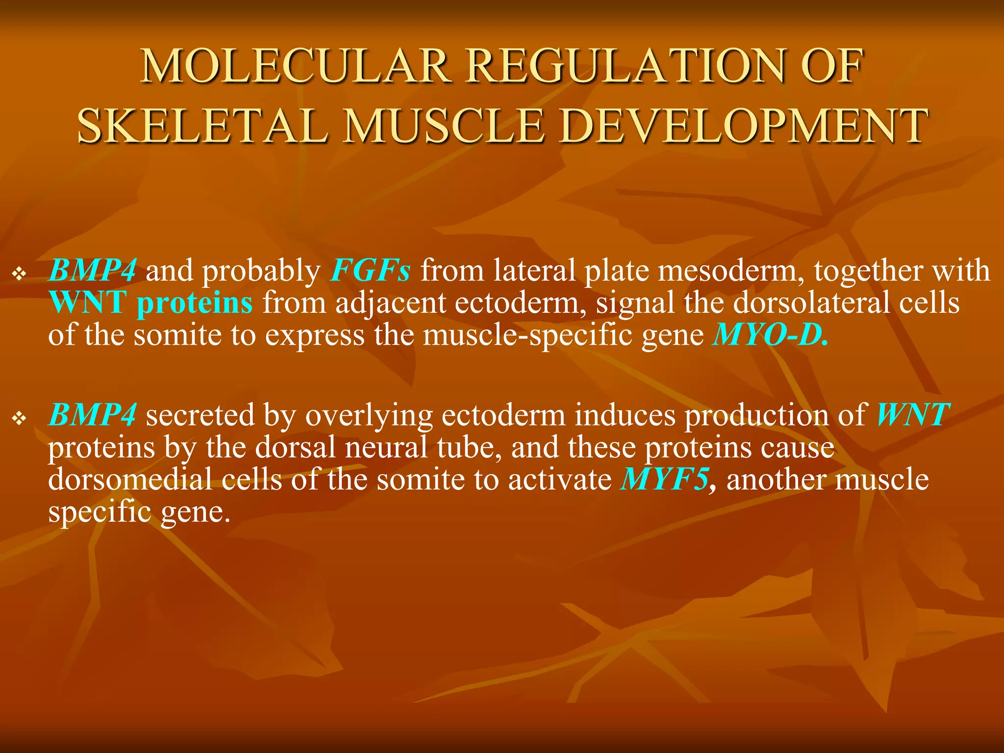 MOLECULAR REGULATION OF
SKELETAL MUSCLE DEVELOPMENT
 BMP4 and probably FGFs from lateral plate mesoderm, together with
WNT proteins from adjacent ectoderm, signal the dorsolateral cells
of the somite to express the muscle-specific gene MYO-D.
 BMP4 secreted by overlying ectoderm induces production of WNT
proteins by the dorsal neural tube, and these proteins cause
dorsomedial cells of the somite to activate MYF5, another muscle
specific gene.
 