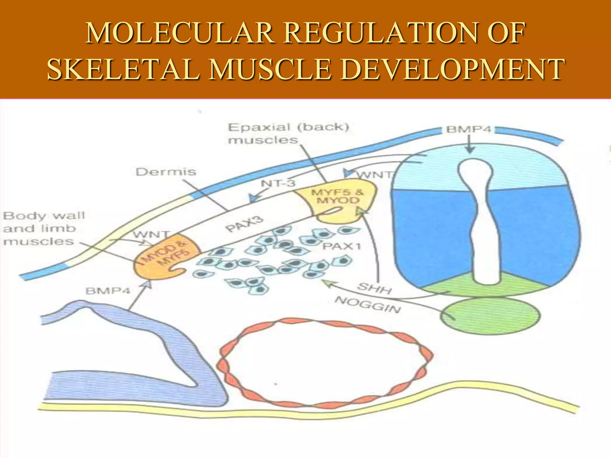 MOLECULAR REGULATION OF
SKELETAL MUSCLE DEVELOPMENT
 