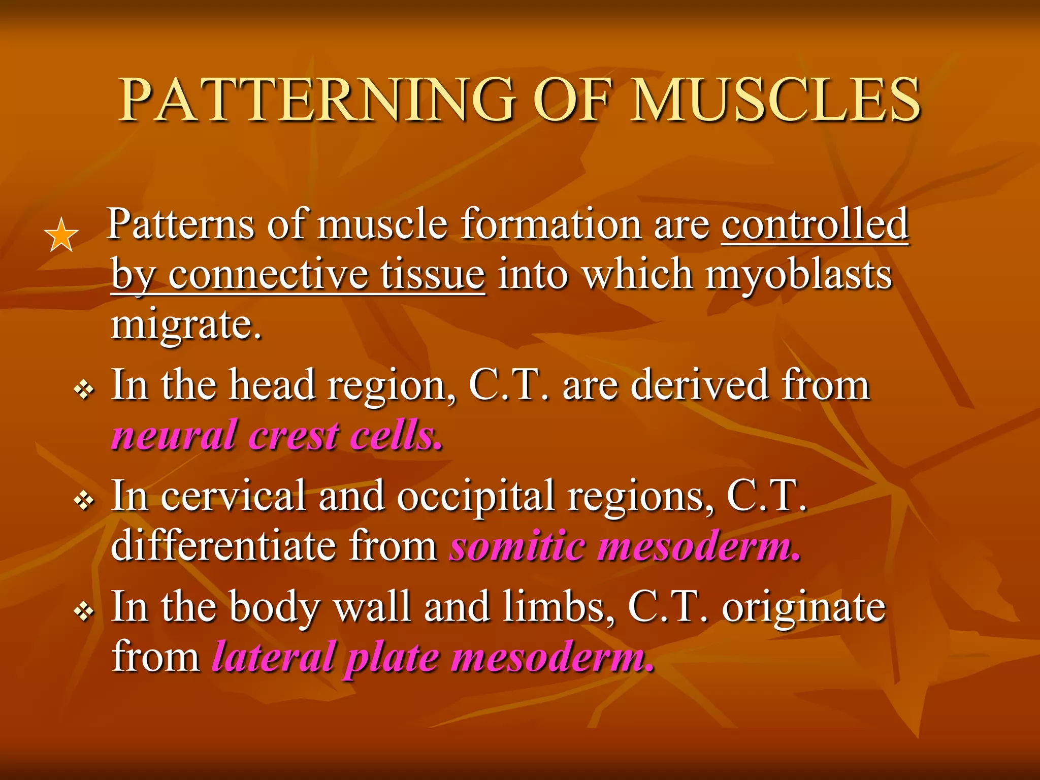 PATTERNING OF MUSCLES
Patterns of muscle formation are controlled
by connective tissue into which myoblasts
migrate.
 In the head region, C.T. are derived from
neural crest cells.
 In cervical and occipital regions, C.T.
differentiate from somitic mesoderm.
 In the body wall and limbs, C.T. originate
from lateral plate mesoderm.
 