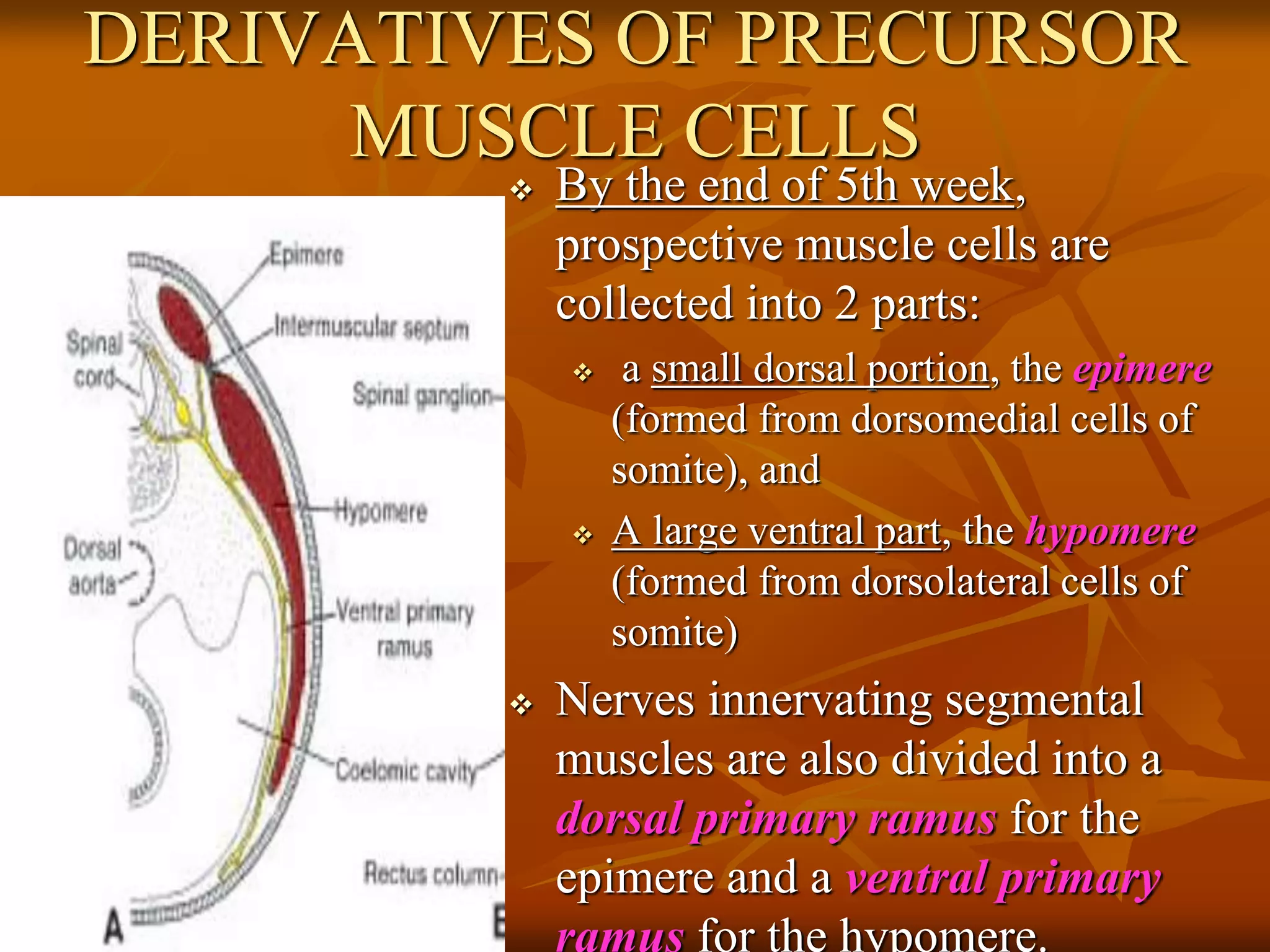 DERIVATIVES OF PRECURSOR
MUSCLE CELLS
 By the end of 5th week,
prospective muscle cells are
collected into 2 parts:
 a small dorsal portion, the epimere
(formed from dorsomedial cells of
somite), and
 A large ventral part, the hypomere
(formed from dorsolateral cells of
somite)
 Nerves innervating segmental
muscles are also divided into a
dorsal primary ramus for the
epimere and a ventral primary
ramus for the hypomere.
 