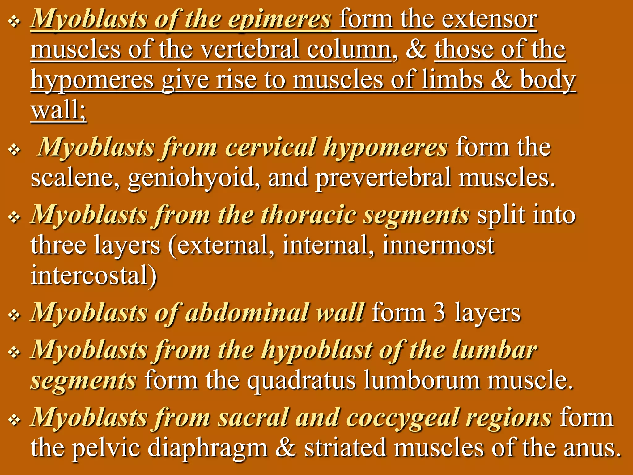  Myoblasts of the epimeres form the extensor
muscles of the vertebral column, & those of the
hypomeres give rise to muscles of limbs & body
wall;
 Myoblasts from cervical hypomeres form the
scalene, geniohyoid, and prevertebral muscles.
 Myoblasts from the thoracic segments split into
three layers (external, internal, innermost
intercostal)
 Myoblasts of abdominal wall form 3 layers
 Myoblasts from the hypoblast of the lumbar
segments form the quadratus lumborum muscle.
 Myoblasts from sacral and coccygeal regions form
the pelvic diaphragm & striated muscles of the anus.
 
