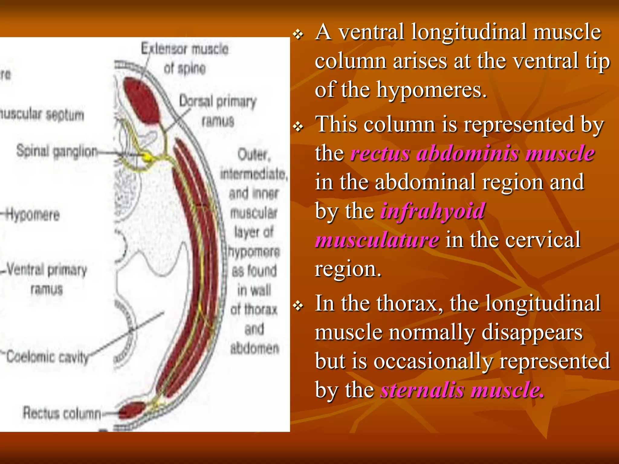  A ventral longitudinal muscle
column arises at the ventral tip
of the hypomeres.
 This column is represented by
the rectus abdominis muscle
in the abdominal region and
by the infrahyoid
musculature in the cervical
region.
 In the thorax, the longitudinal
muscle normally disappears
but is occasionally represented
by the sternalis muscle.
 