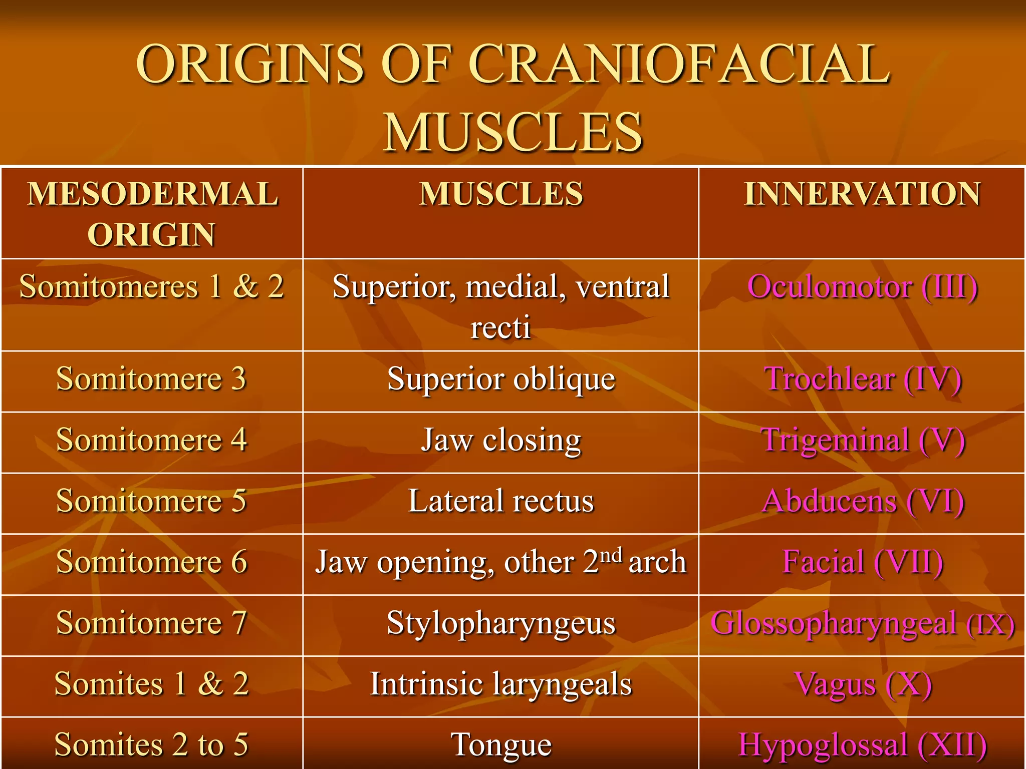 ORIGINS OF CRANIOFACIAL
MUSCLES
MESODERMAL
ORIGIN
MUSCLES INNERVATION
Somitomeres 1 & 2 Superior, medial, ventral
recti
Oculomotor (III)
Somitomere 3 Superior oblique Trochlear (IV)
Somitomere 4 Jaw closing Trigeminal (V)
Somitomere 5 Lateral rectus Abducens (VI)
Somitomere 6 Jaw opening, other 2nd arch Facial (VII)
Somitomere 7 Stylopharyngeus Glossopharyngeal (IX)
Somites 1 & 2 Intrinsic laryngeals Vagus (X)
Somites 2 to 5 Tongue Hypoglossal (XII)
 