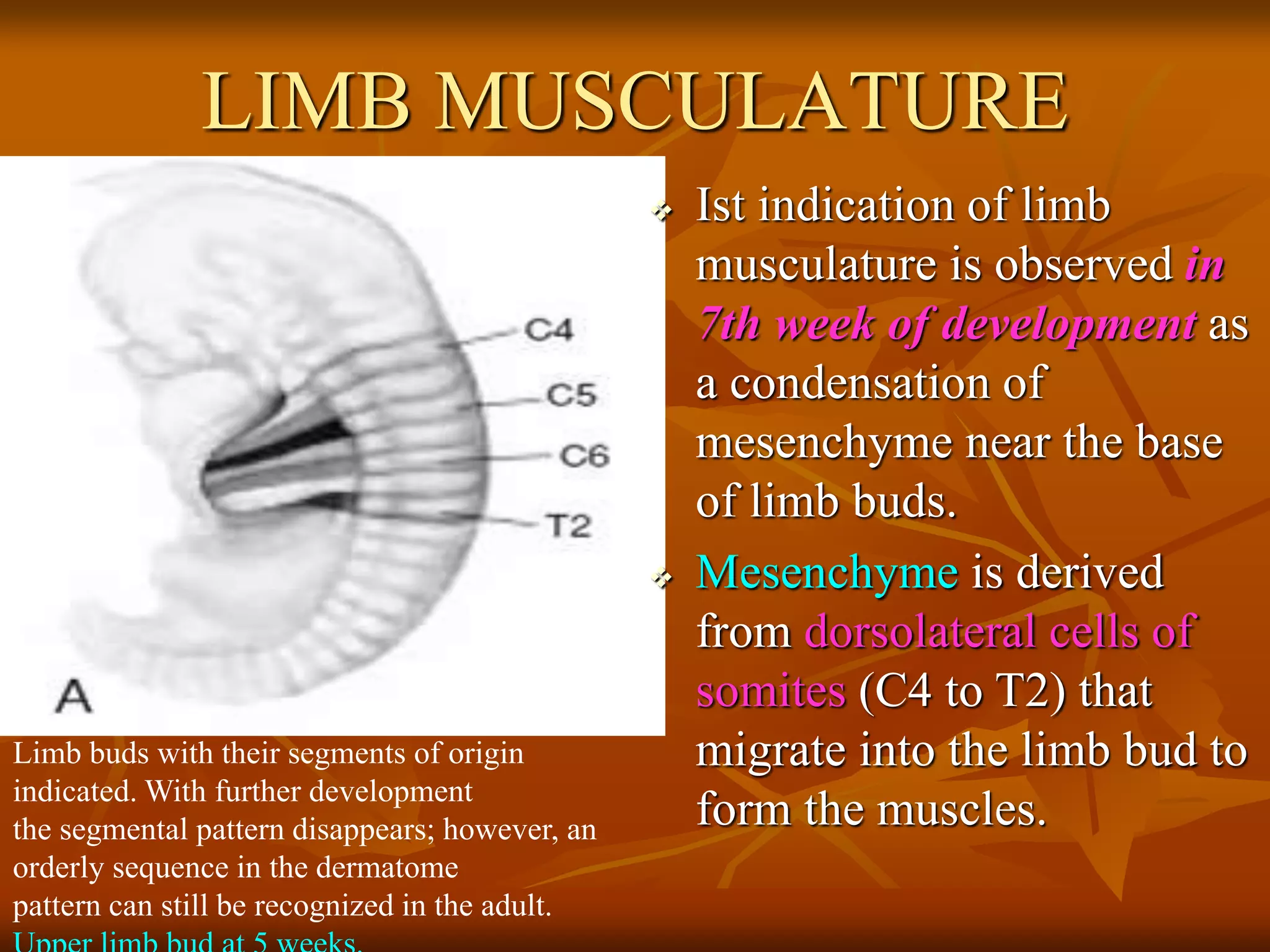 LIMB MUSCULATURE
 Ist indication of limb
musculature is observed in
7th week of development as
a condensation of
mesenchyme near the base
of limb buds.
 Mesenchyme is derived
from dorsolateral cells of
somites (C4 to T2) that
migrate into the limb bud to
form the muscles.
Limb buds with their segments of origin
indicated. With further development
the segmental pattern disappears; however, an
orderly sequence in the dermatome
pattern can still be recognized in the adult.
 