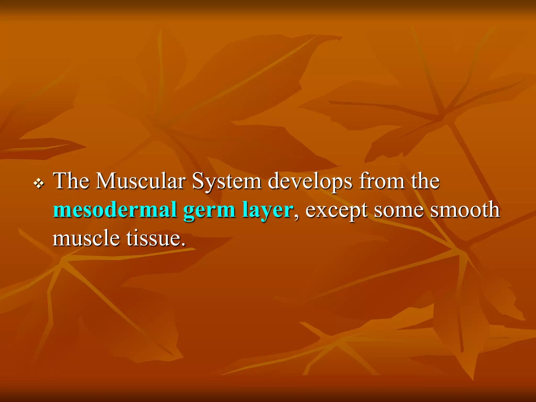  The Muscular System develops from the
mesodermal germ layer, except some smooth
muscle tissue.
 