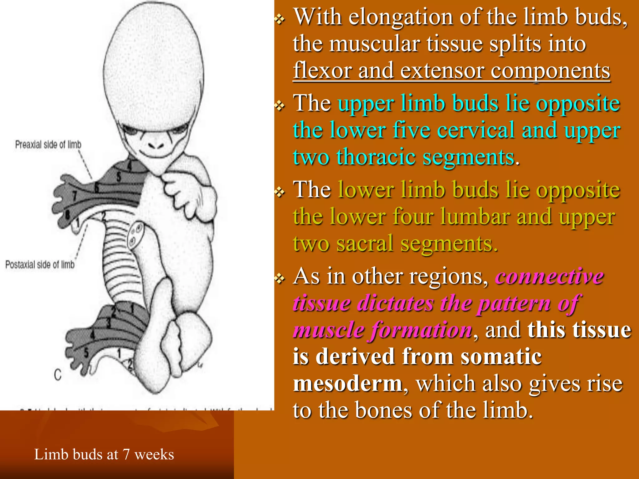  With elongation of the limb buds,
the muscular tissue splits into
flexor and extensor components
 The upper limb buds lie opposite
the lower five cervical and upper
two thoracic segments.
 The lower limb buds lie opposite
the lower four lumbar and upper
two sacral segments.
 As in other regions, connective
tissue dictates the pattern of
muscle formation, and this tissue
is derived from somatic
mesoderm, which also gives rise
to the bones of the limb.
Limb buds at 7 weeks
 