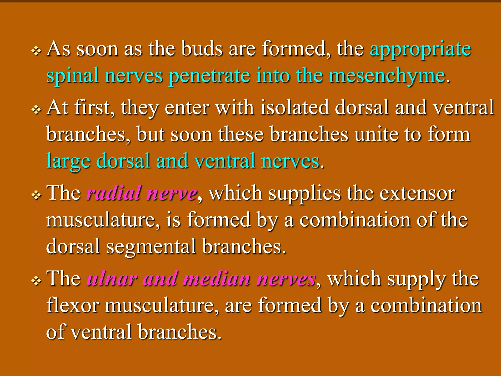  As soon as the buds are formed, the appropriate
spinal nerves penetrate into the mesenchyme.
 At first, they enter with isolated dorsal and ventral
branches, but soon these branches unite to form
large dorsal and ventral nerves.
 The radial nerve, which supplies the extensor
musculature, is formed by a combination of the
dorsal segmental branches.
 The ulnar and median nerves, which supply the
flexor musculature, are formed by a combination
of ventral branches.
 