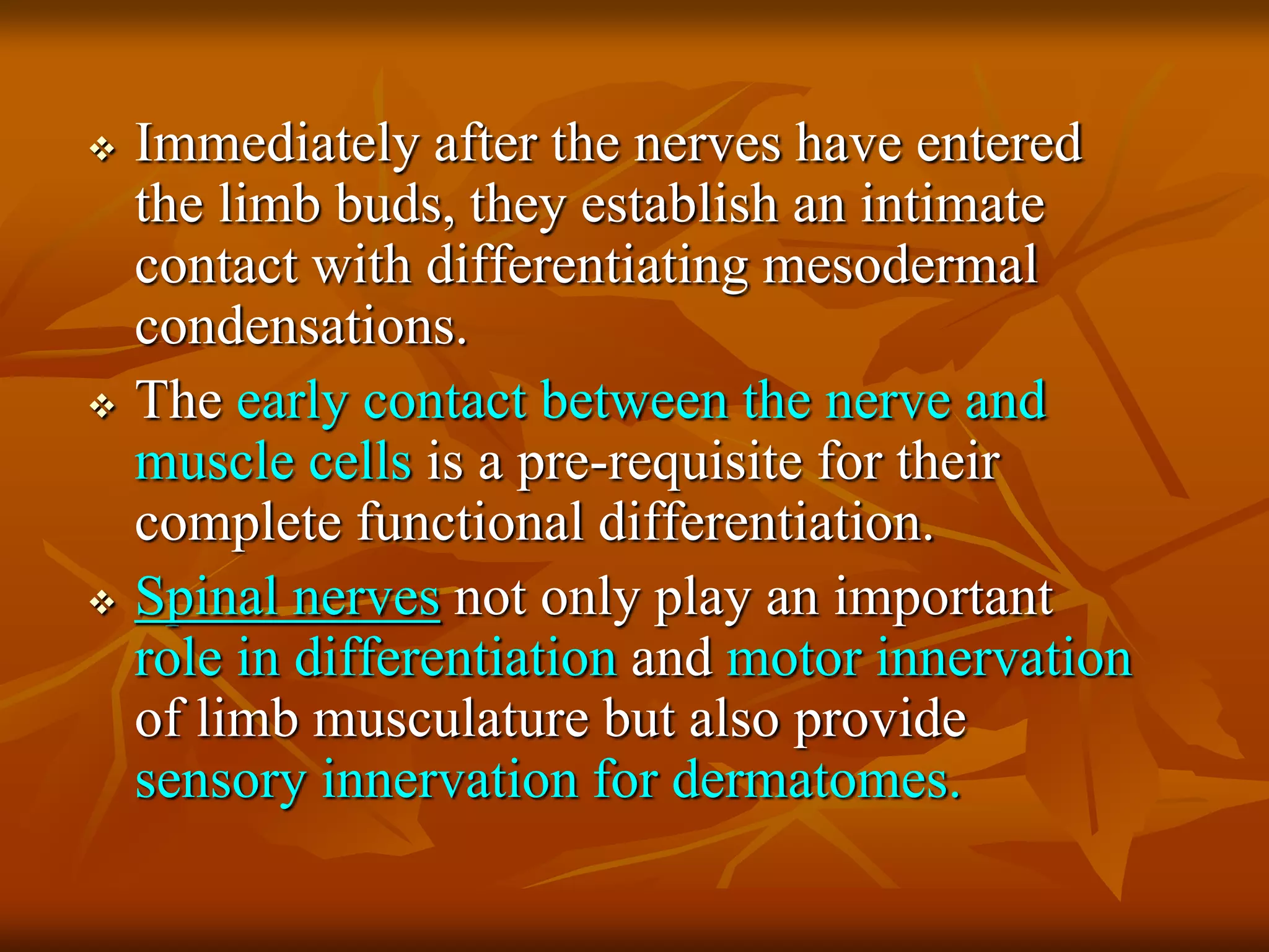  Immediately after the nerves have entered
the limb buds, they establish an intimate
contact with differentiating mesodermal
condensations.
 The early contact between the nerve and
muscle cells is a pre-requisite for their
complete functional differentiation.
 Spinal nerves not only play an important
role in differentiation and motor innervation
of limb musculature but also provide
sensory innervation for dermatomes.
 