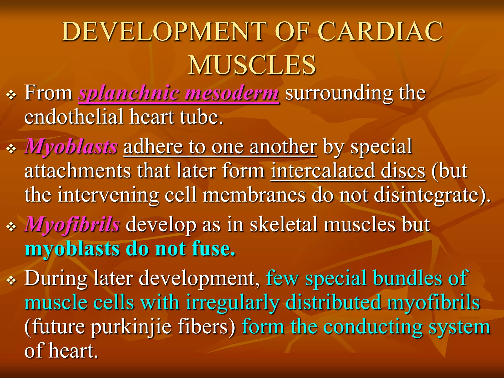 DEVELOPMENT OF CARDIAC
MUSCLES
 From splanchnic mesoderm surrounding the
endothelial heart tube.
 Myoblasts adhere to one another by special
attachments that later form intercalated discs (but
the intervening cell membranes do not disintegrate).
 Myofibrils develop as in skeletal muscles but
myoblasts do not fuse.
 During later development, few special bundles of
muscle cells with irregularly distributed myofibrils
(future purkinjie fibers) form the conducting system
of heart.
 