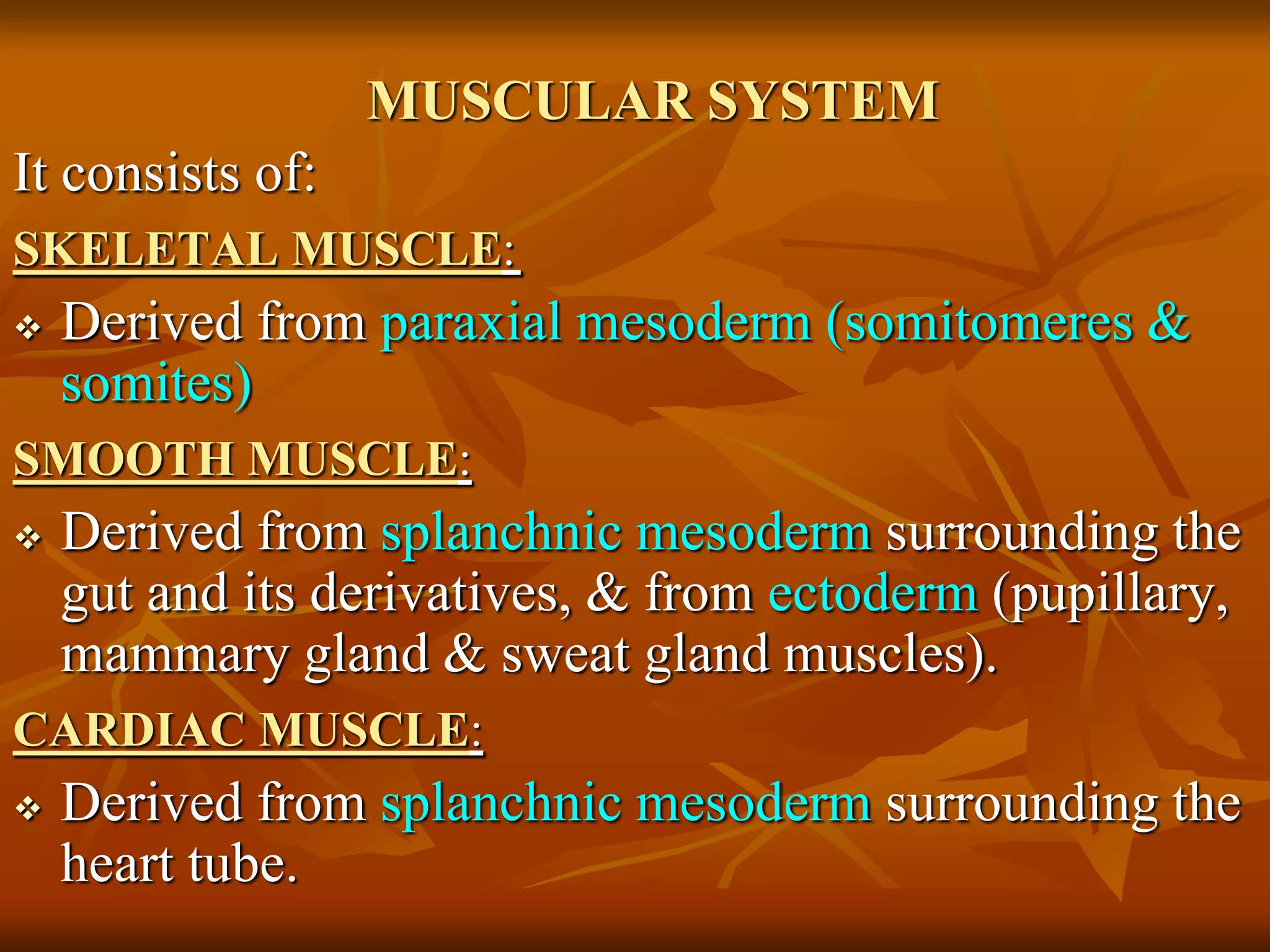 MUSCULAR SYSTEM
It consists of:
SKELETAL MUSCLE:
 Derived from paraxial mesoderm (somitomeres &
somites)
SMOOTH MUSCLE:
 Derived from splanchnic mesoderm surrounding the
gut and its derivatives, & from ectoderm (pupillary,
mammary gland & sweat gland muscles).
CARDIAC MUSCLE:
 Derived from splanchnic mesoderm surrounding the
heart tube.
 