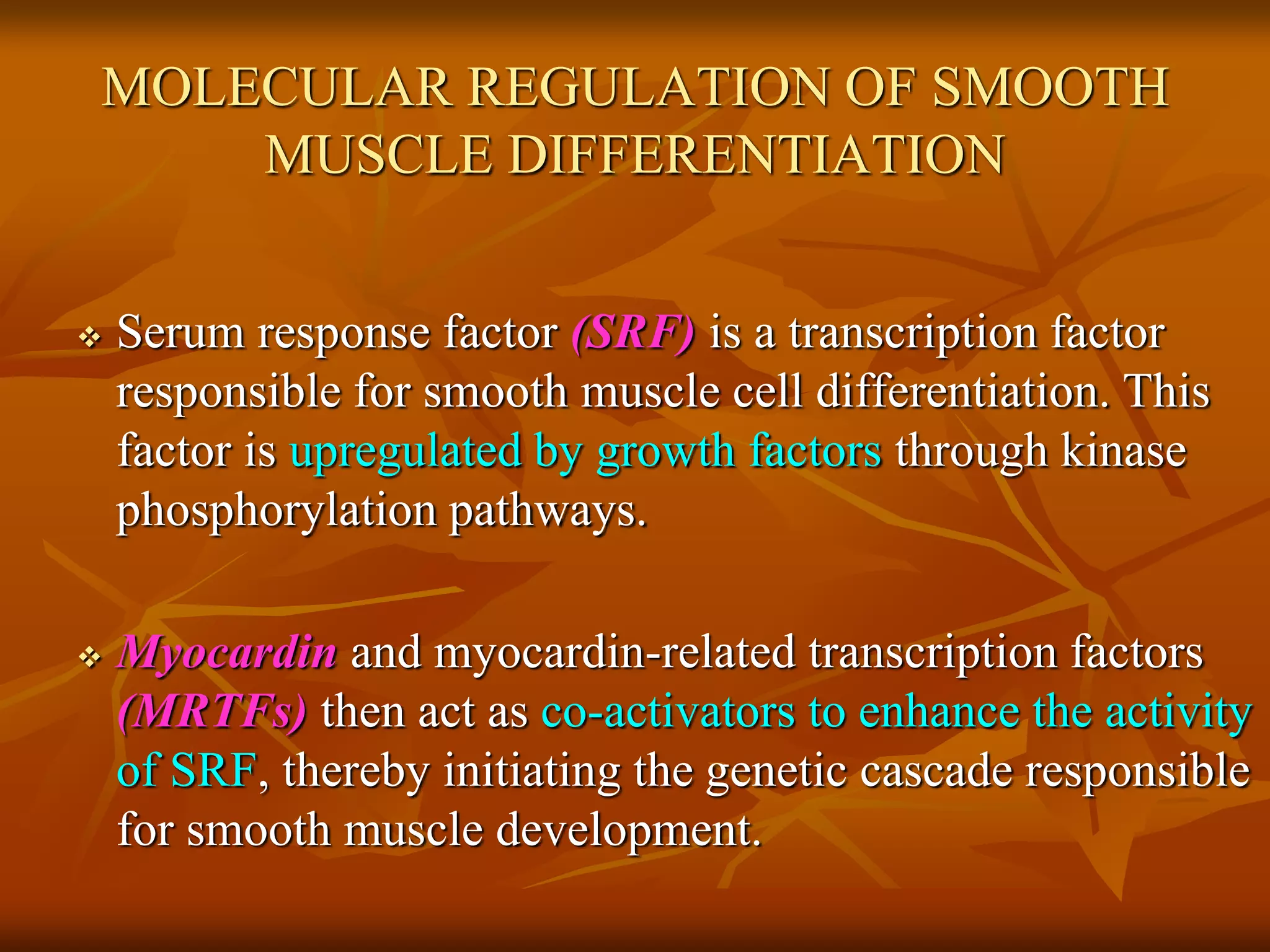 MOLECULAR REGULATION OF SMOOTH
MUSCLE DIFFERENTIATION
 Serum response factor (SRF) is a transcription factor
responsible for smooth muscle cell differentiation. This
factor is upregulated by growth factors through kinase
phosphorylation pathways.
 Myocardin and myocardin-related transcription factors
(MRTFs) then act as co-activators to enhance the activity
of SRF, thereby initiating the genetic cascade responsible
for smooth muscle development.
 