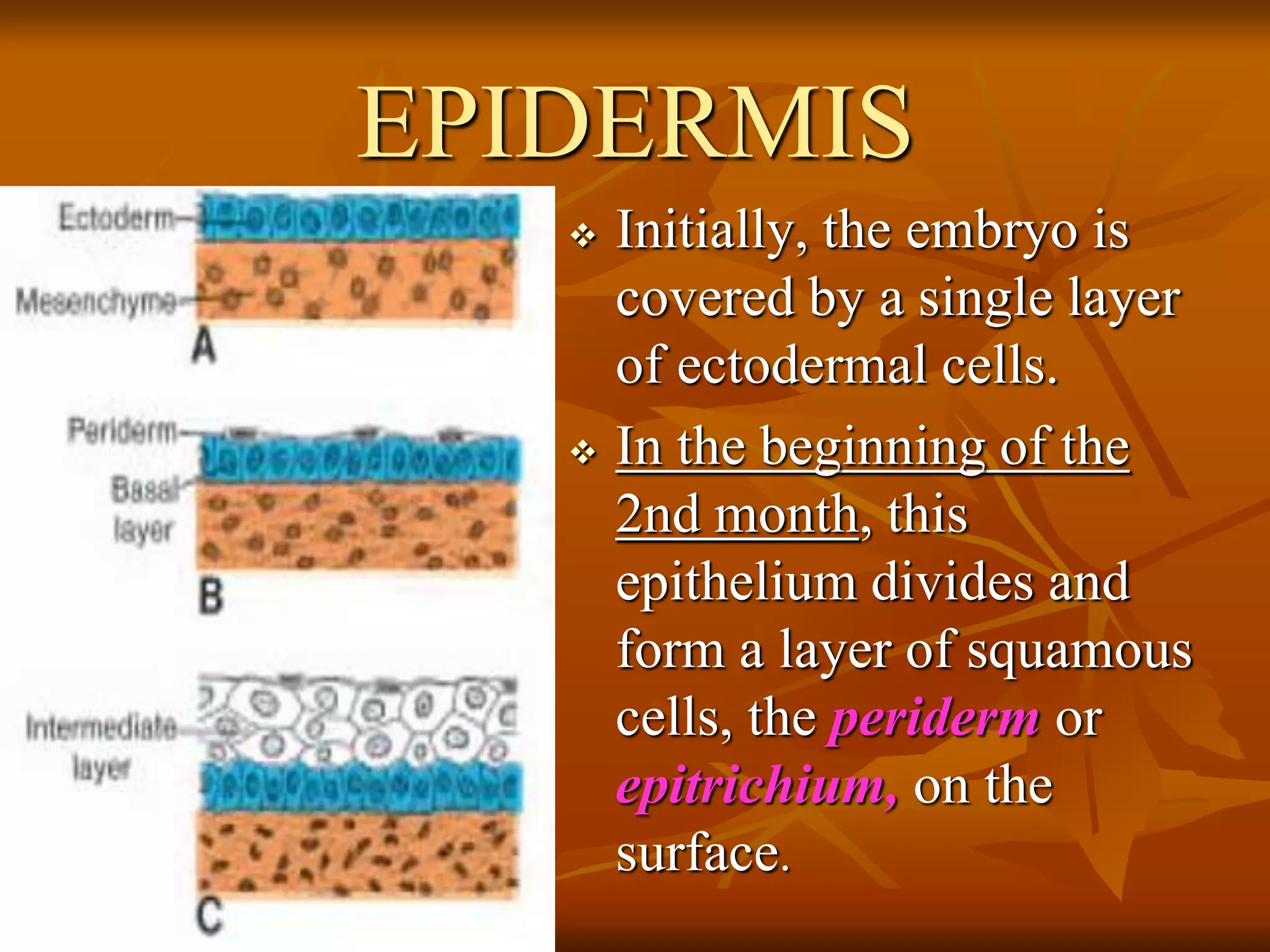 EPIDERMIS
 Initially, the embryo is
covered by a single layer
of ectodermal cells.
 In the beginning of the
2nd month, this
epithelium divides and
form a layer of squamous
cells, the periderm or
epitrichium, on the
surface.
 