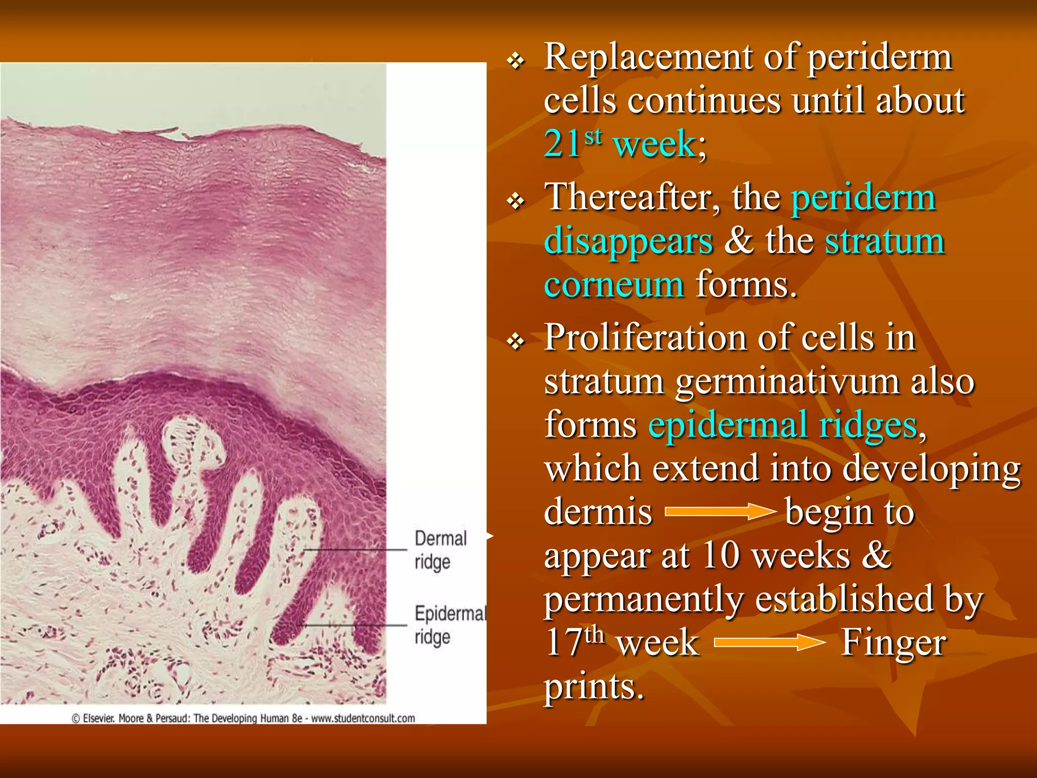  Replacement of periderm
cells continues until about
21st week;
 Thereafter, the periderm
disappears & the stratum
corneum forms.
 Proliferation of cells in
stratum germinativum also
forms epidermal ridges,
which extend into developing
dermis begin to
appear at 10 weeks &
permanently established by
17th week Finger
prints.
 