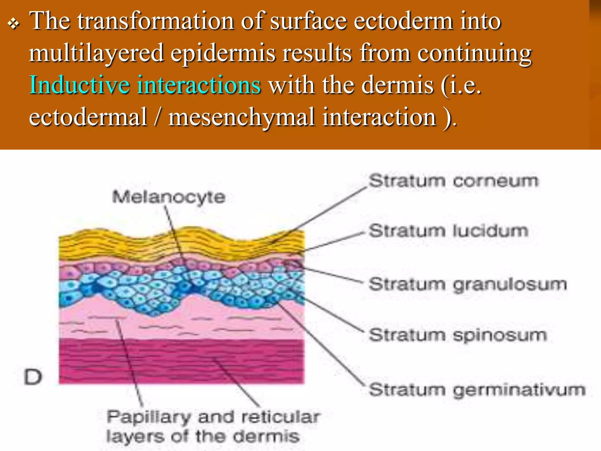  The transformation of surface ectoderm into
multilayered epidermis results from continuing
Inductive interactions with the dermis (i.e.
ectodermal / mesenchymal interaction ).
 