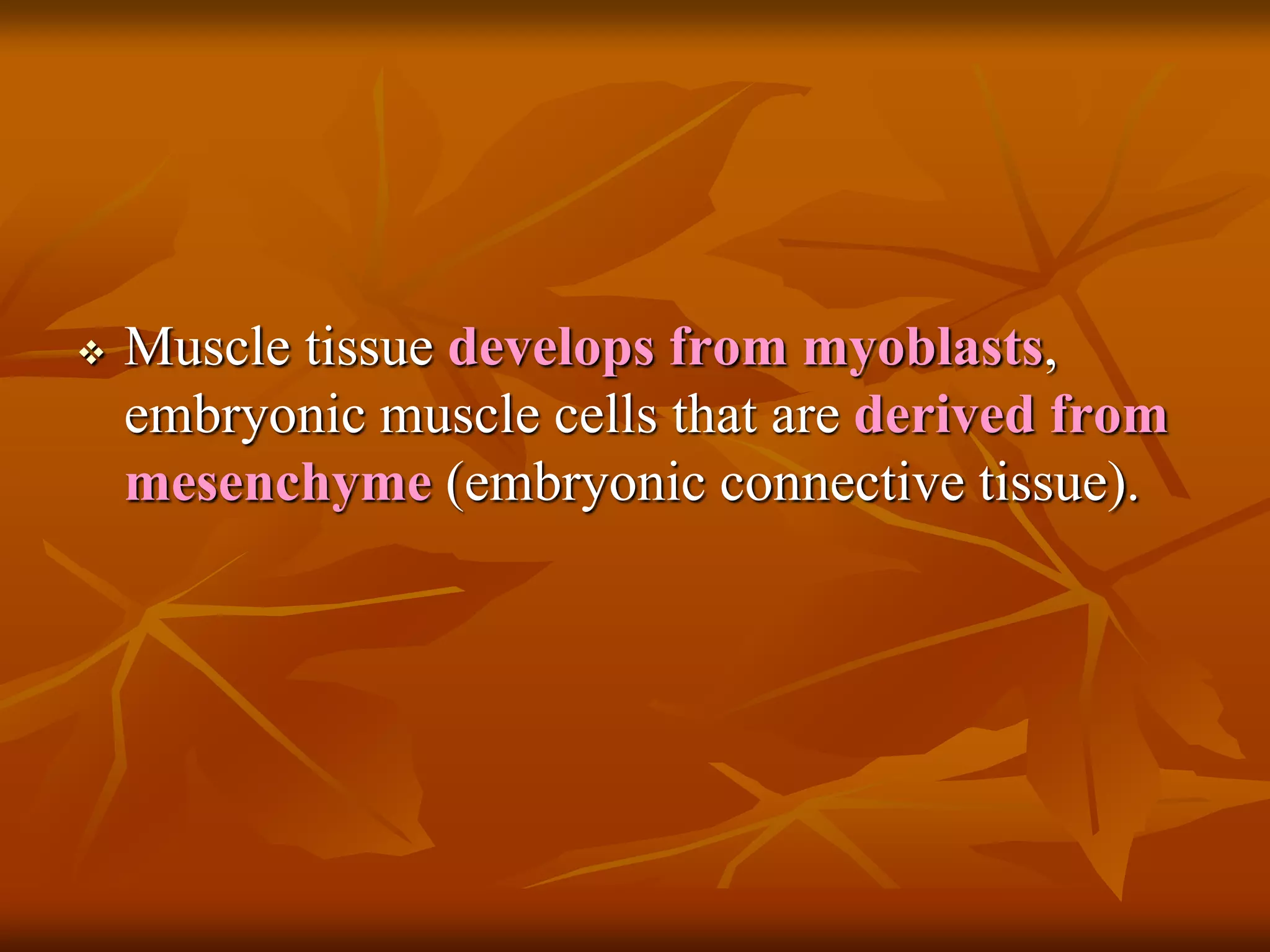  Muscle tissue develops from myoblasts,
embryonic muscle cells that are derived from
mesenchyme (embryonic connective tissue).
 