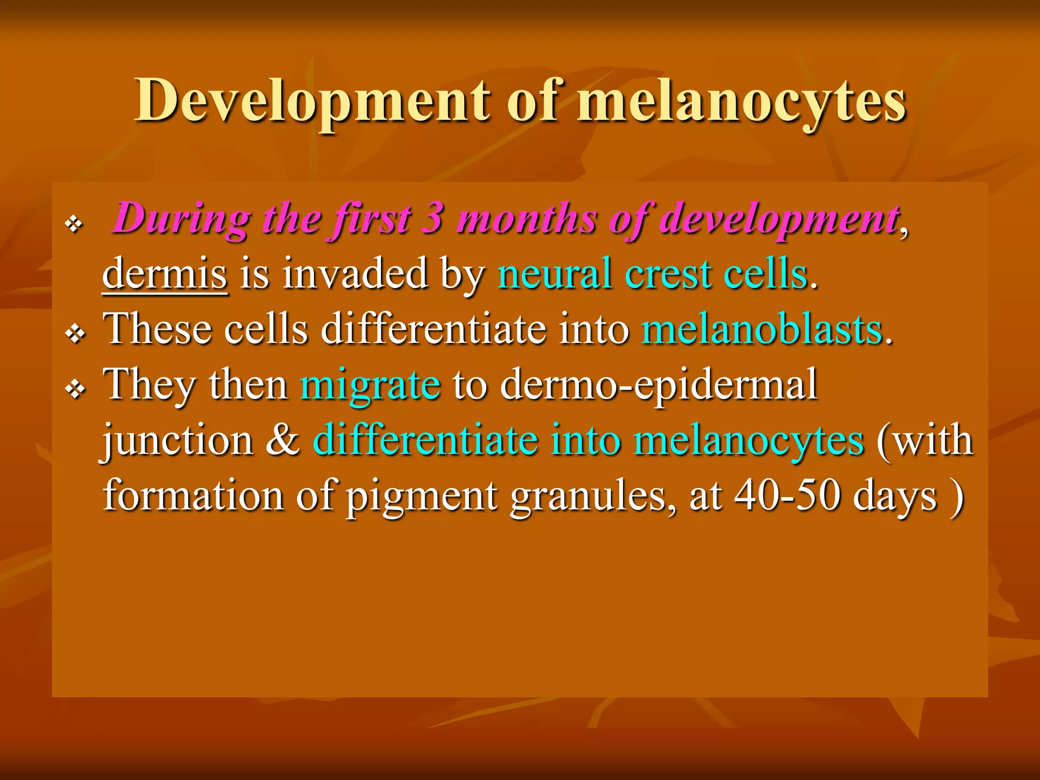 Development of melanocytes
 During the first 3 months of development,
dermis is invaded by neural crest cells.
 These cells differentiate into melanoblasts.
 They then migrate to dermo-epidermal
junction & differentiate into melanocytes (with
formation of pigment granules, at 40-50 days )
 