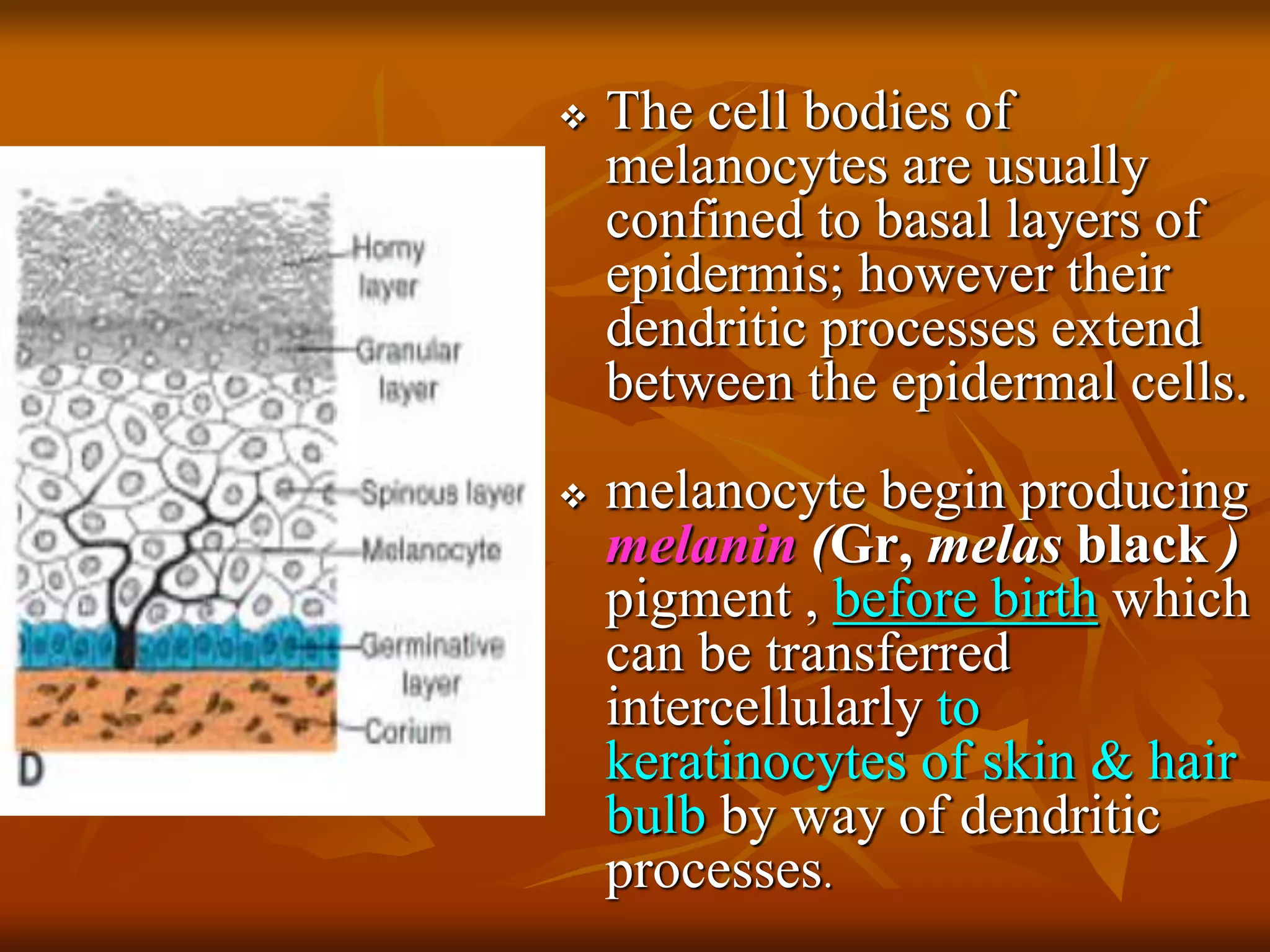  The cell bodies of
melanocytes are usually
confined to basal layers of
epidermis; however their
dendritic processes extend
between the epidermal cells.
 melanocyte begin producing
melanin (Gr, melas black )
pigment , before birth which
can be transferred
intercellularly to
keratinocytes of skin & hair
bulb by way of dendritic
processes.
 