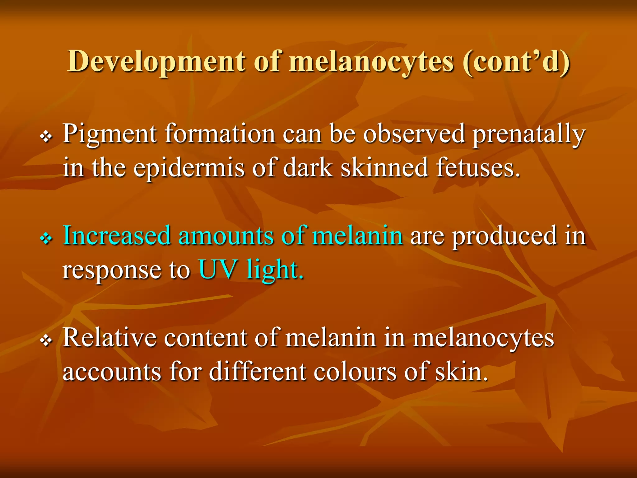 Development of melanocytes (cont’d)
 Pigment formation can be observed prenatally
in the epidermis of dark skinned fetuses.
 Increased amounts of melanin are produced in
response to UV light.
 Relative content of melanin in melanocytes
accounts for different colours of skin.
 