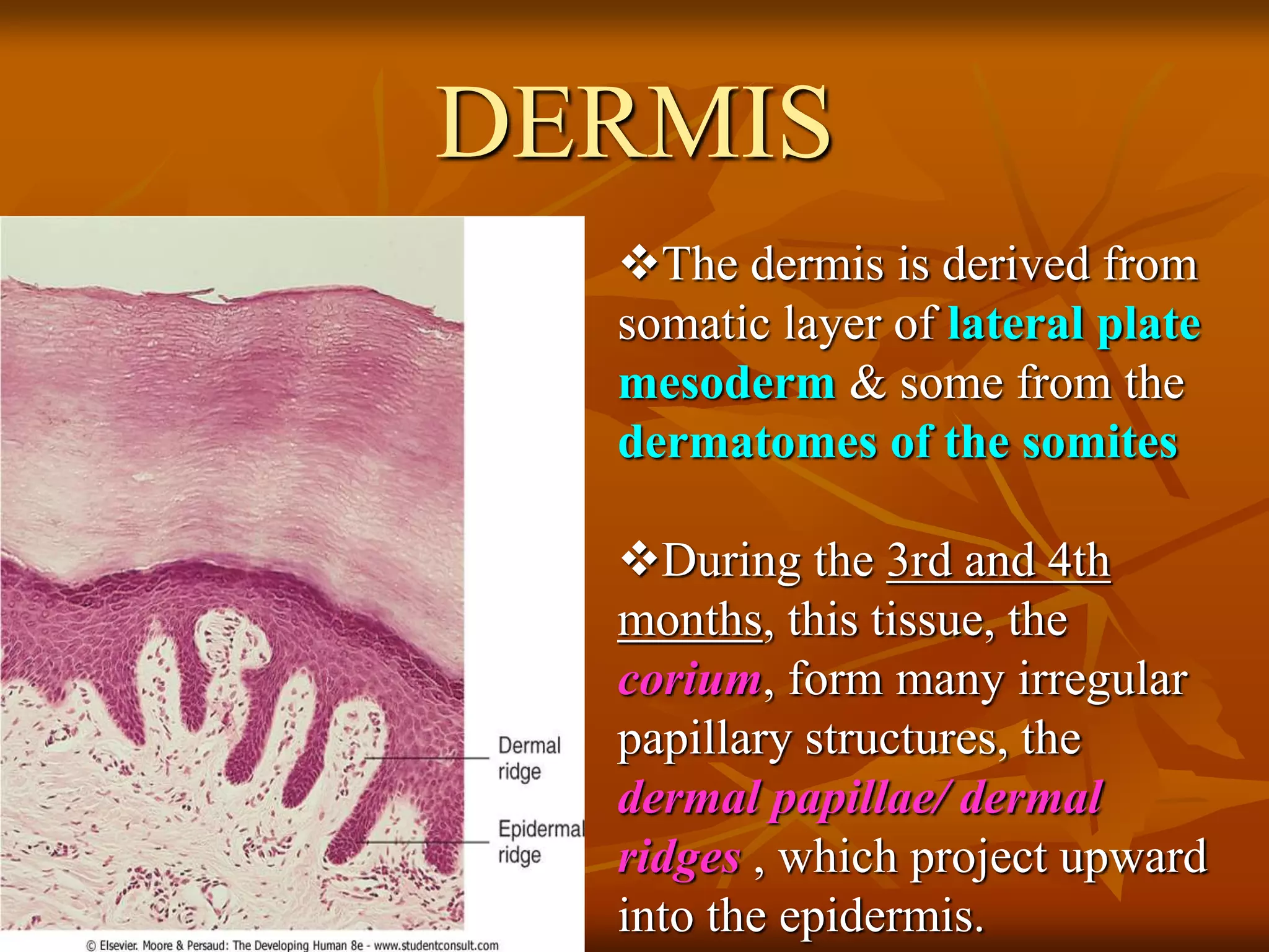 DERMIS
The dermis is derived from
somatic layer of lateral plate
mesoderm & some from the
dermatomes of the somites
During the 3rd and 4th
months, this tissue, the
corium, form many irregular
papillary structures, the
dermal papillae/ dermal
ridges , which project upward
into the epidermis.
 