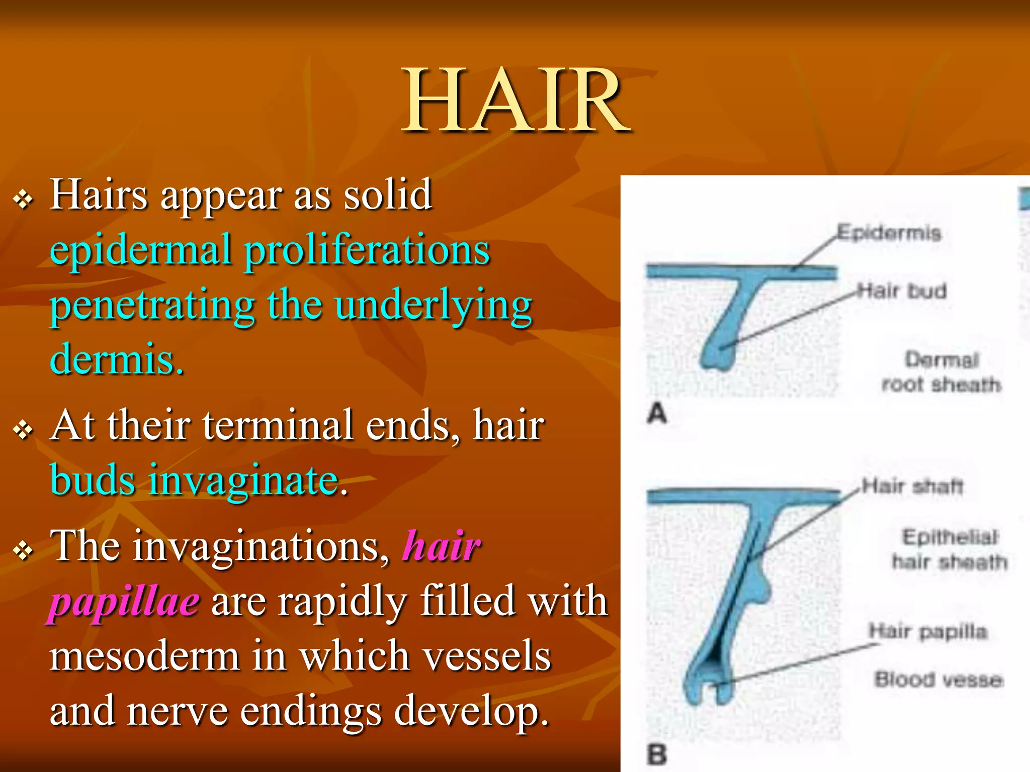 HAIR
 Hairs appear as solid
epidermal proliferations
penetrating the underlying
dermis.
 At their terminal ends, hair
buds invaginate.
 The invaginations, hair
papillae are rapidly filled with
mesoderm in which vessels
and nerve endings develop.
 