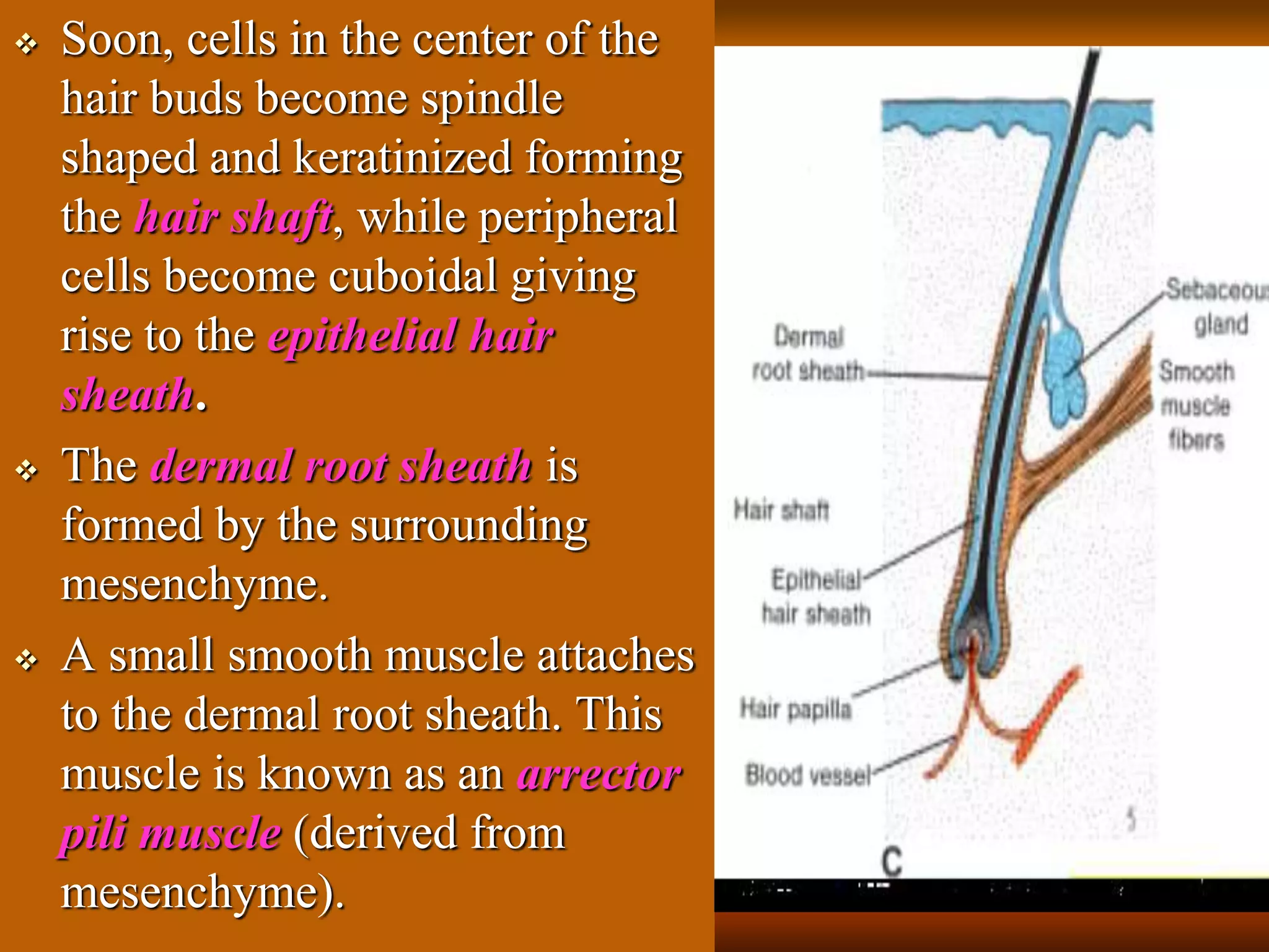  Soon, cells in the center of the
hair buds become spindle
shaped and keratinized forming
the hair shaft, while peripheral
cells become cuboidal giving
rise to the epithelial hair
sheath.
 The dermal root sheath is
formed by the surrounding
mesenchyme.
 A small smooth muscle attaches
to the dermal root sheath. This
muscle is known as an arrector
pili muscle (derived from
mesenchyme).
 