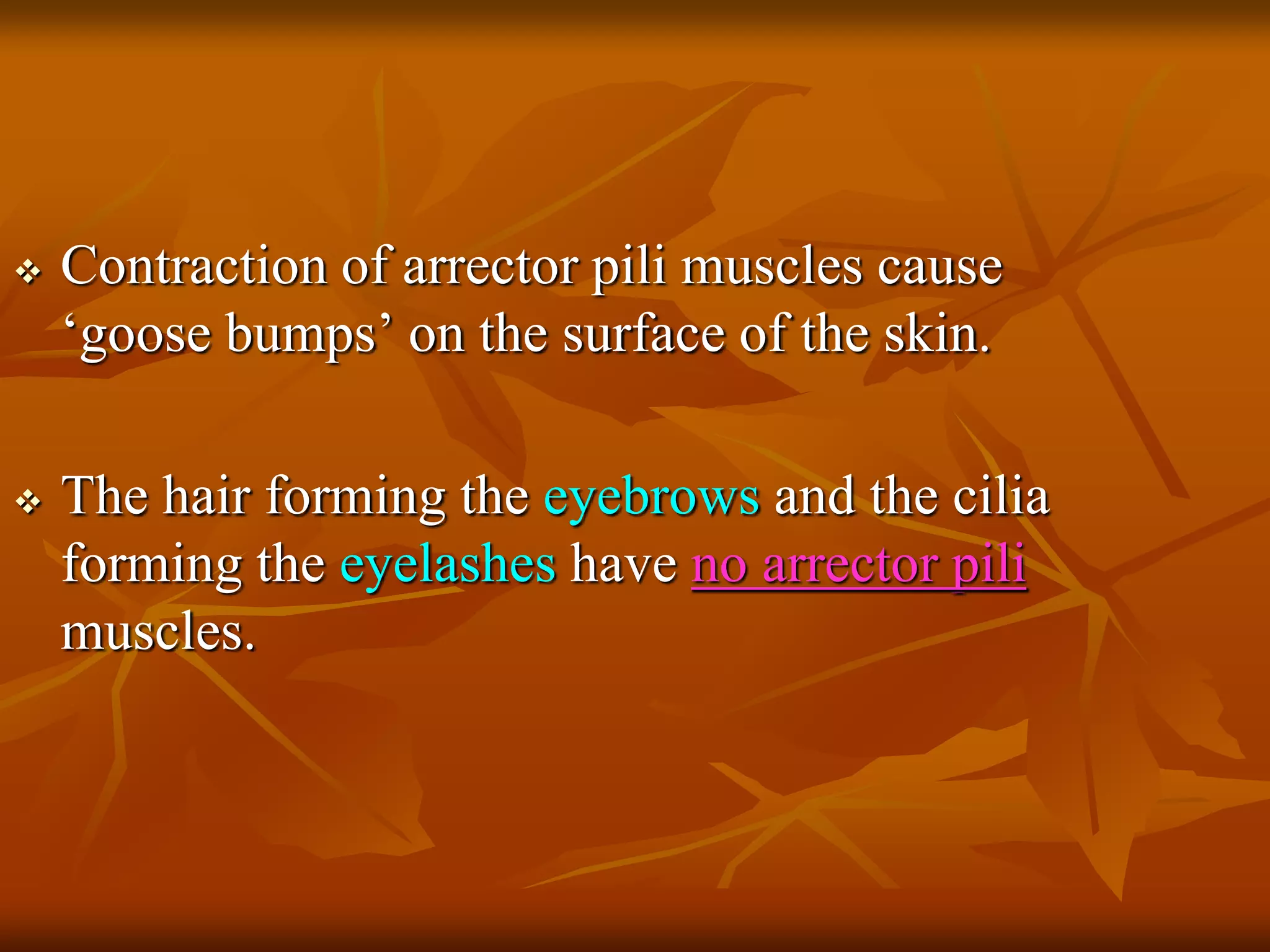  Contraction of arrector pili muscles cause
‘goose bumps’ on the surface of the skin.
 The hair forming the eyebrows and the cilia
forming the eyelashes have no arrector pili
muscles.
 