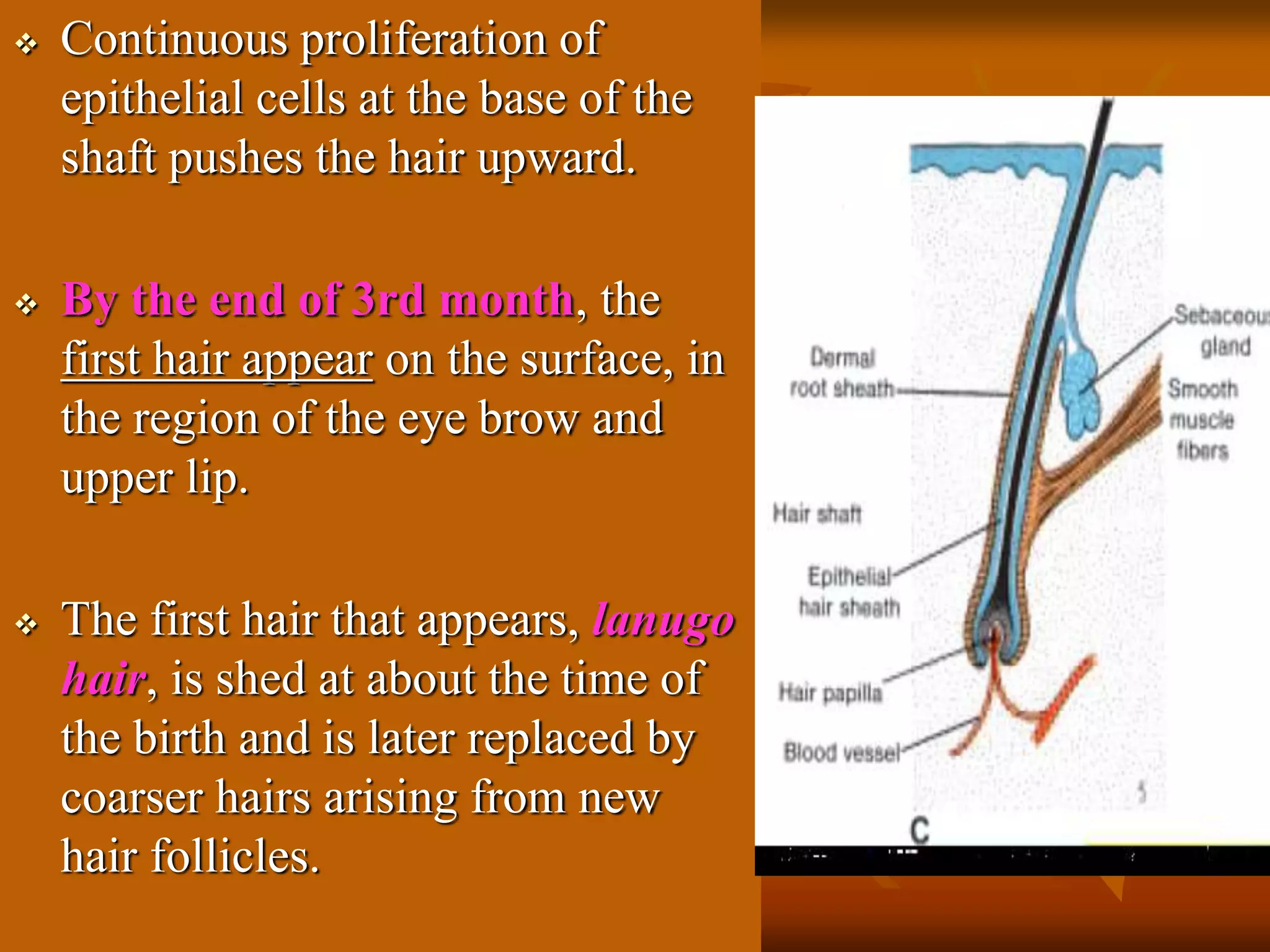  Continuous proliferation of
epithelial cells at the base of the
shaft pushes the hair upward.
 By the end of 3rd month, the
first hair appear on the surface, in
the region of the eye brow and
upper lip.
 The first hair that appears, lanugo
hair, is shed at about the time of
the birth and is later replaced by
coarser hairs arising from new
hair follicles.
 