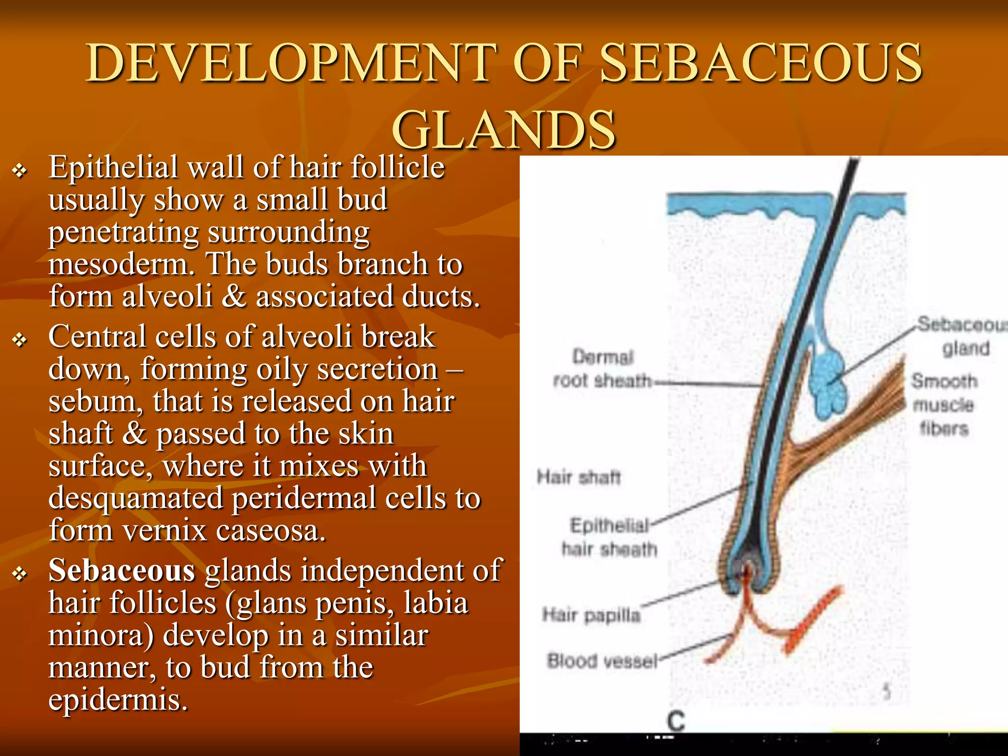 DEVELOPMENT OF SEBACEOUS
GLANDS
 Epithelial wall of hair follicle
usually show a small bud
penetrating surrounding
mesoderm. The buds branch to
form alveoli & associated ducts.
 Central cells of alveoli break
down, forming oily secretion –
sebum, that is released on hair
shaft & passed to the skin
surface, where it mixes with
desquamated peridermal cells to
form vernix caseosa.
 Sebaceous glands independent of
hair follicles (glans penis, labia
minora) develop in a similar
manner, to bud from the
epidermis.
 