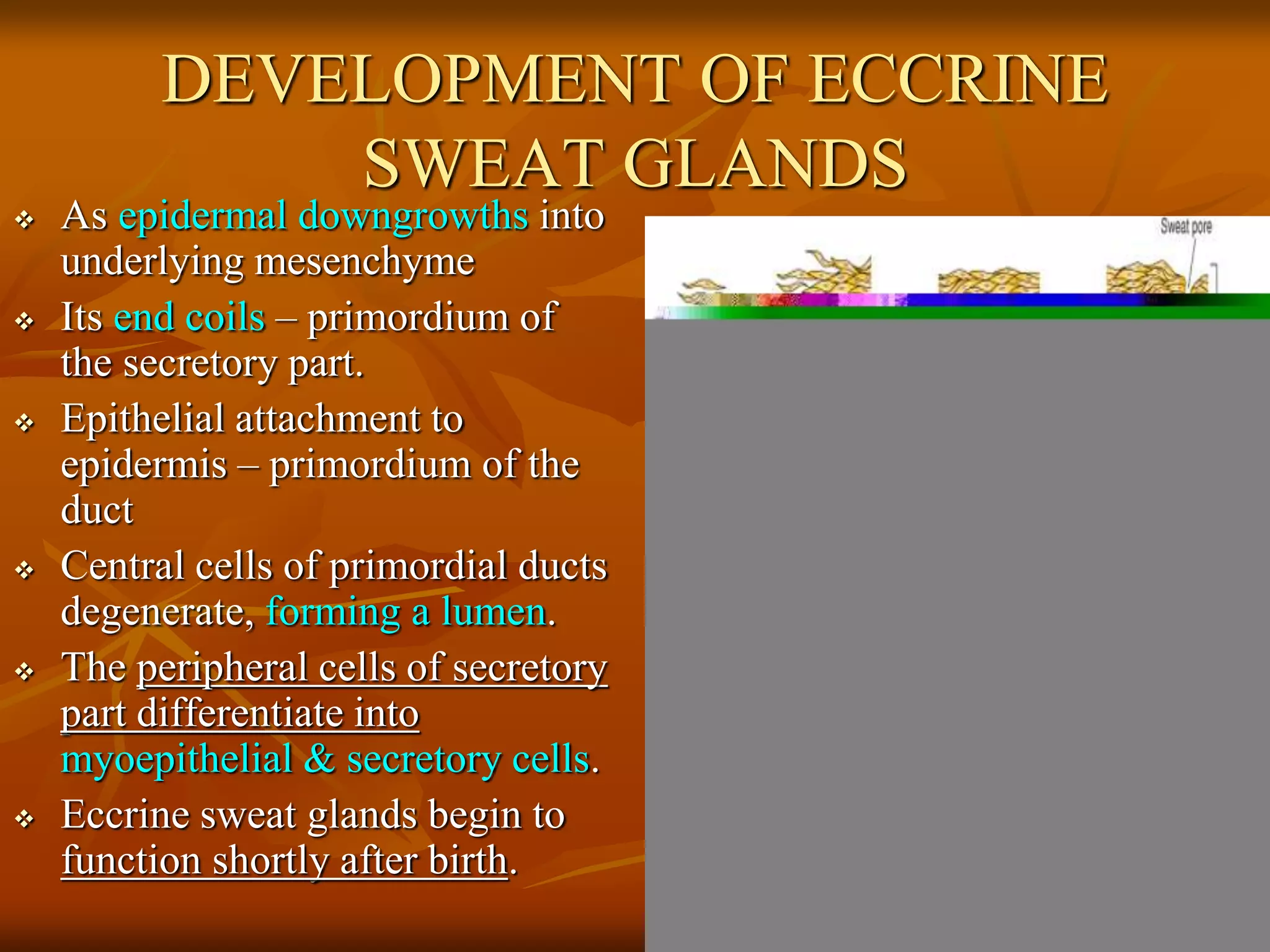 DEVELOPMENT OF ECCRINE
SWEAT GLANDS
 As epidermal downgrowths into
underlying mesenchyme
 Its end coils – primordium of
the secretory part.
 Epithelial attachment to
epidermis – primordium of the
duct
 Central cells of primordial ducts
degenerate, forming a lumen.
 The peripheral cells of secretory
part differentiate into
myoepithelial & secretory cells.
 Eccrine sweat glands begin to
function shortly after birth.
 