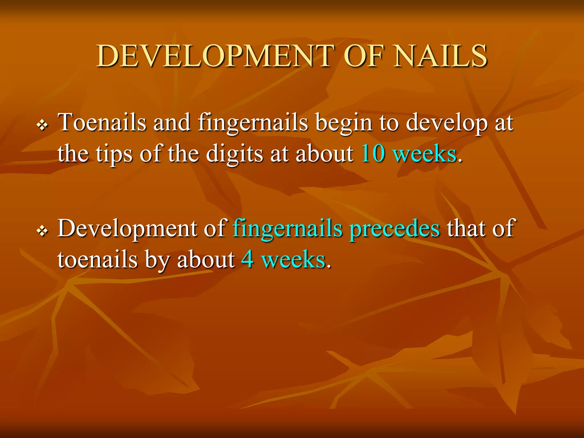DEVELOPMENT OF NAILS
 Toenails and fingernails begin to develop at
the tips of the digits at about 10 weeks.
 Development of fingernails precedes that of
toenails by about 4 weeks.
 