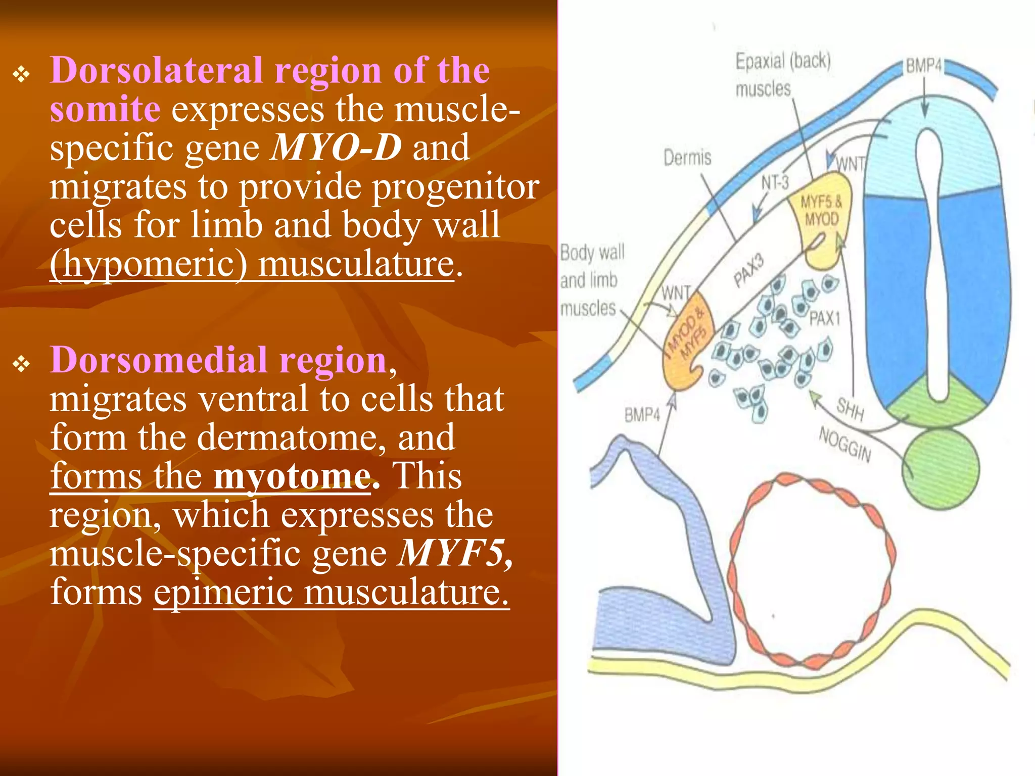  Dorsolateral region of the
somite expresses the muscle-
specific gene MYO-D and
migrates to provide progenitor
cells for limb and body wall
(hypomeric) musculature.
 Dorsomedial region,
migrates ventral to cells that
form the dermatome, and
forms the myotome. This
region, which expresses the
muscle-specific gene MYF5,
forms epimeric musculature.
 