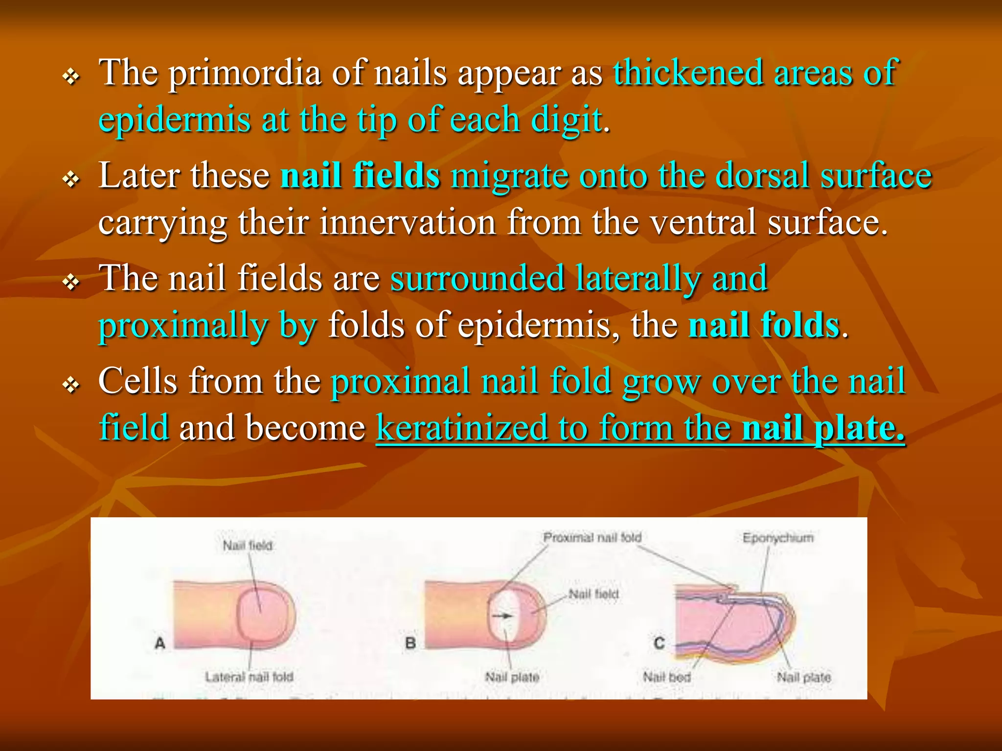  The primordia of nails appear as thickened areas of
epidermis at the tip of each digit.
 Later these nail fields migrate onto the dorsal surface
carrying their innervation from the ventral surface.
 The nail fields are surrounded laterally and
proximally by folds of epidermis, the nail folds.
 Cells from the proximal nail fold grow over the nail
field and become keratinized to form the nail plate.
 