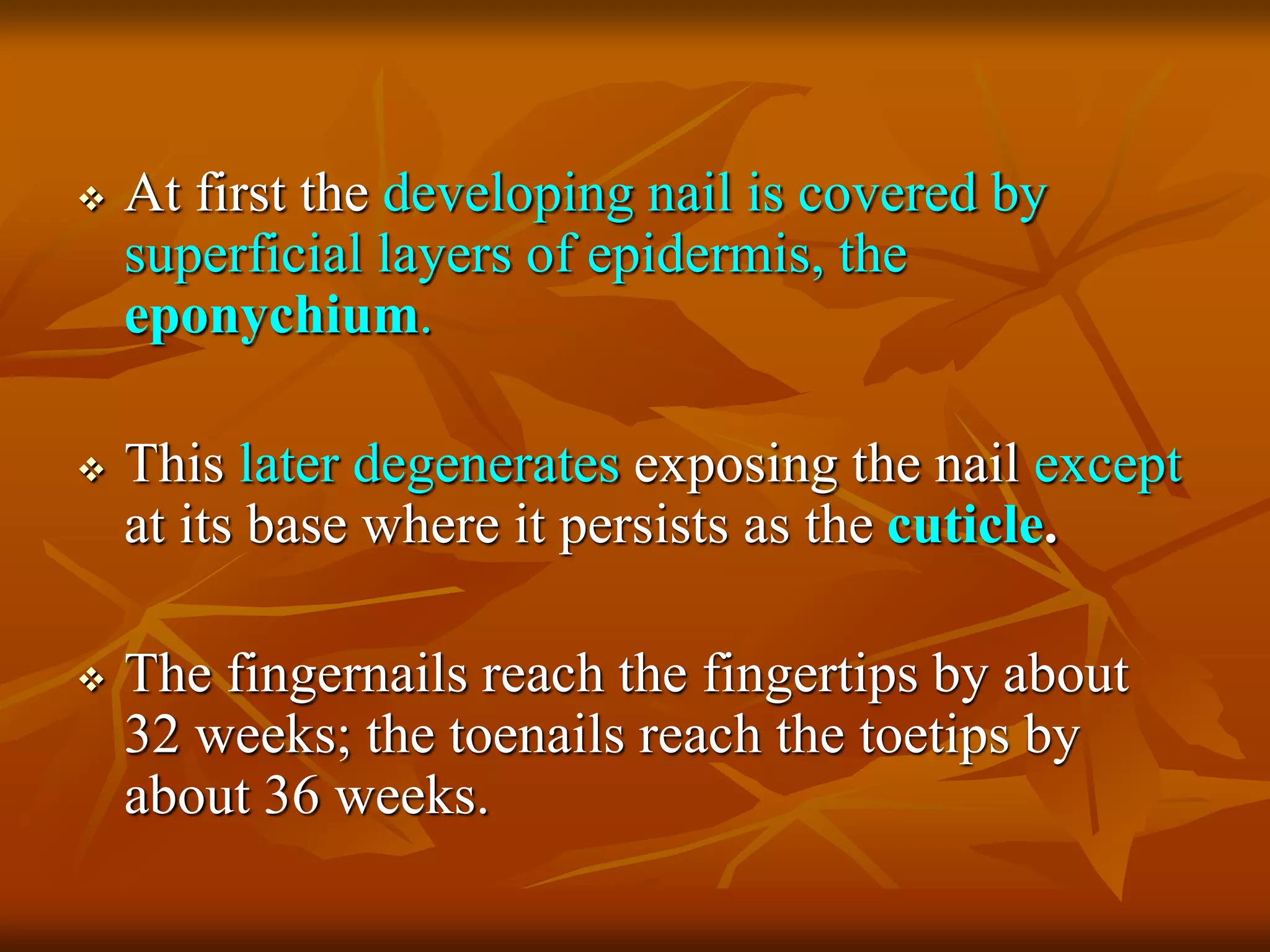  At first the developing nail is covered by
superficial layers of epidermis, the
eponychium.
 This later degenerates exposing the nail except
at its base where it persists as the cuticle.
 The fingernails reach the fingertips by about
32 weeks; the toenails reach the toetips by
about 36 weeks.
 