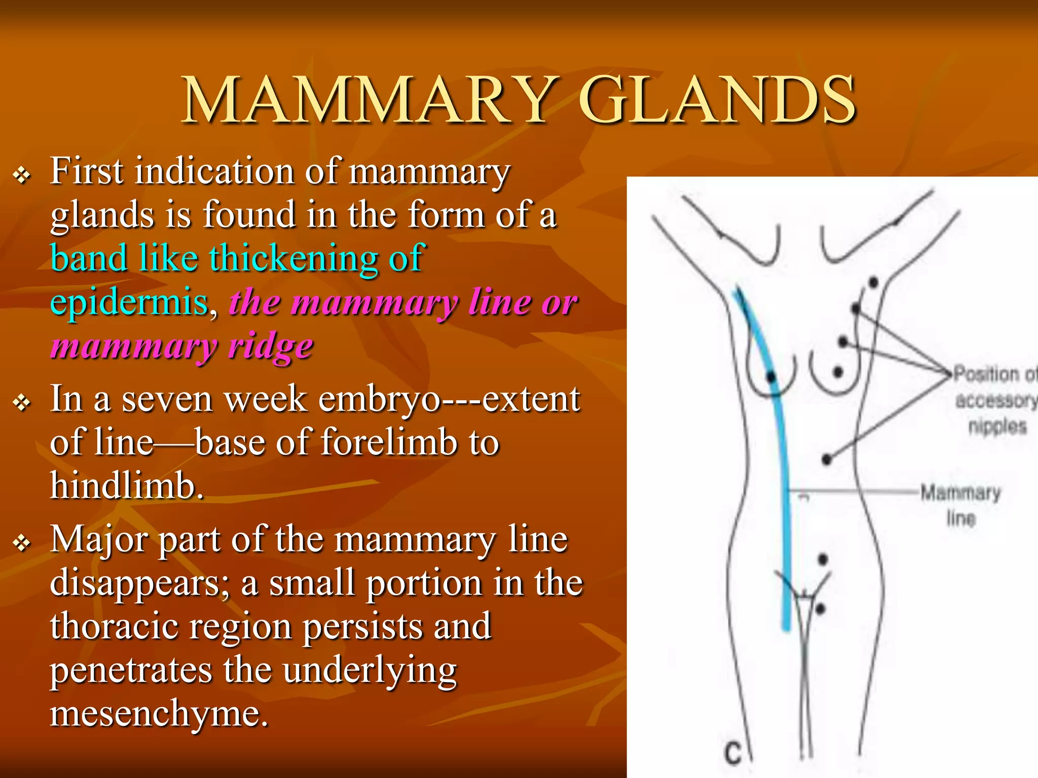 MAMMARY GLANDS
 First indication of mammary
glands is found in the form of a
band like thickening of
epidermis, the mammary line or
mammary ridge
 In a seven week embryo---extent
of line—base of forelimb to
hindlimb.
 Major part of the mammary line
disappears; a small portion in the
thoracic region persists and
penetrates the underlying
mesenchyme.
 