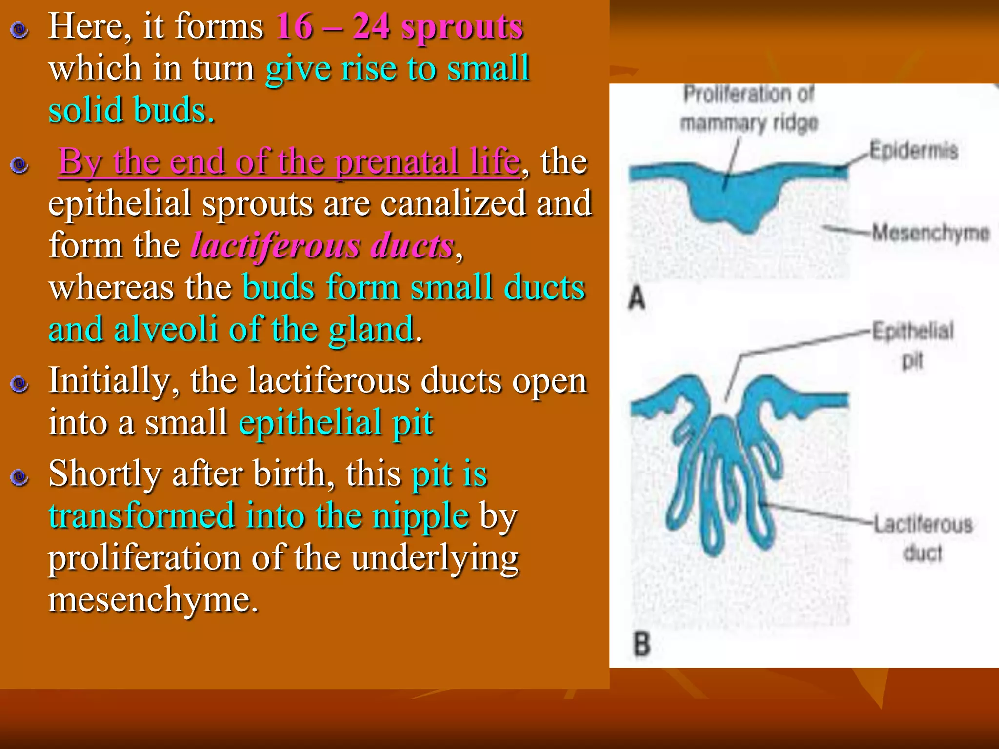Here, it forms 16 – 24 sprouts
which in turn give rise to small
solid buds.
By the end of the prenatal life, the
epithelial sprouts are canalized and
form the lactiferous ducts,
whereas the buds form small ducts
and alveoli of the gland.
Initially, the lactiferous ducts open
into a small epithelial pit
Shortly after birth, this pit is
transformed into the nipple by
proliferation of the underlying
mesenchyme.
 