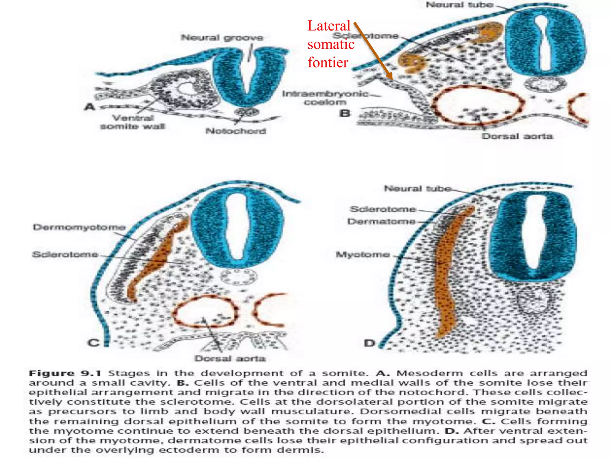 Lateral
somatic
fontier
 