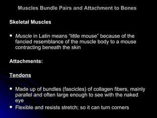 Muscles Bundle Pairs and Attachment to Bones   ,[object Object],[object Object],[object Object],[object Object],[object Object],[object Object]